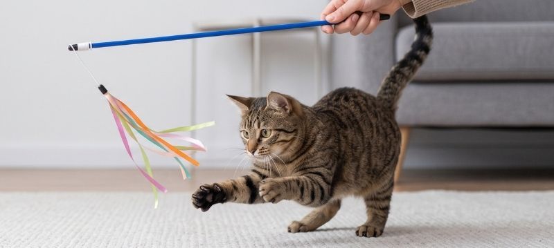 Canne da pesca per gatti