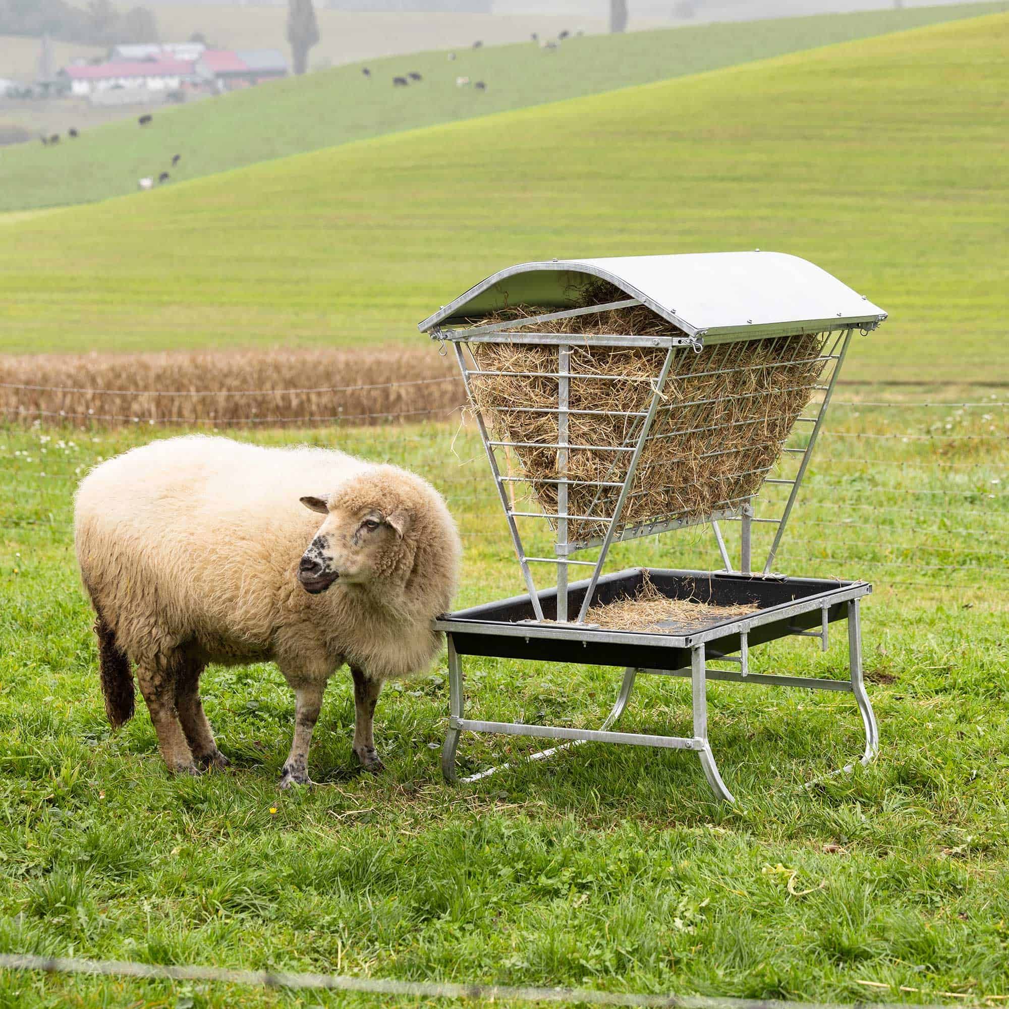 Schaf, Schaf-Fütterung, Heu-Fütterer, Feld, Wiese