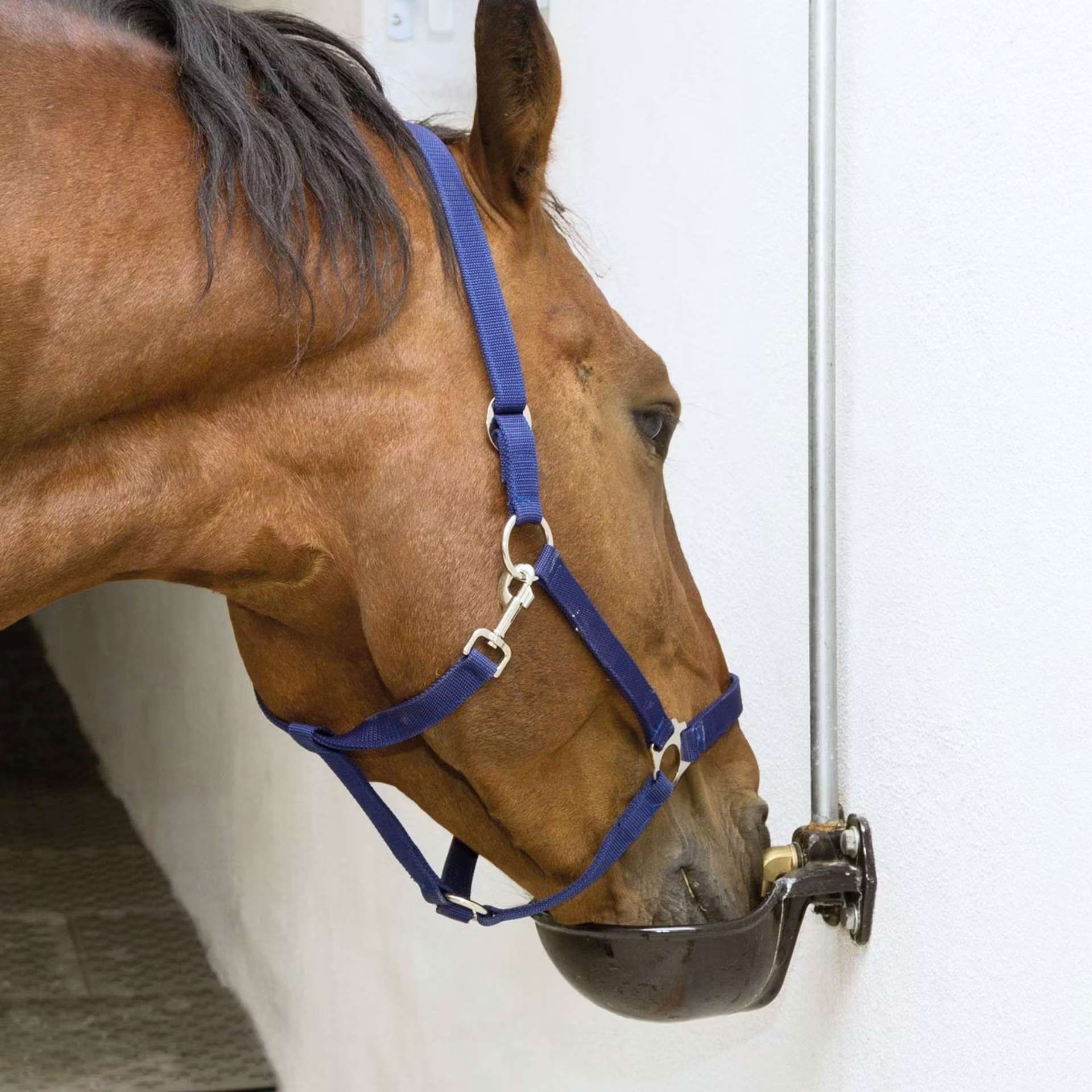 horse, halter, blue, headcollar, stirrups?