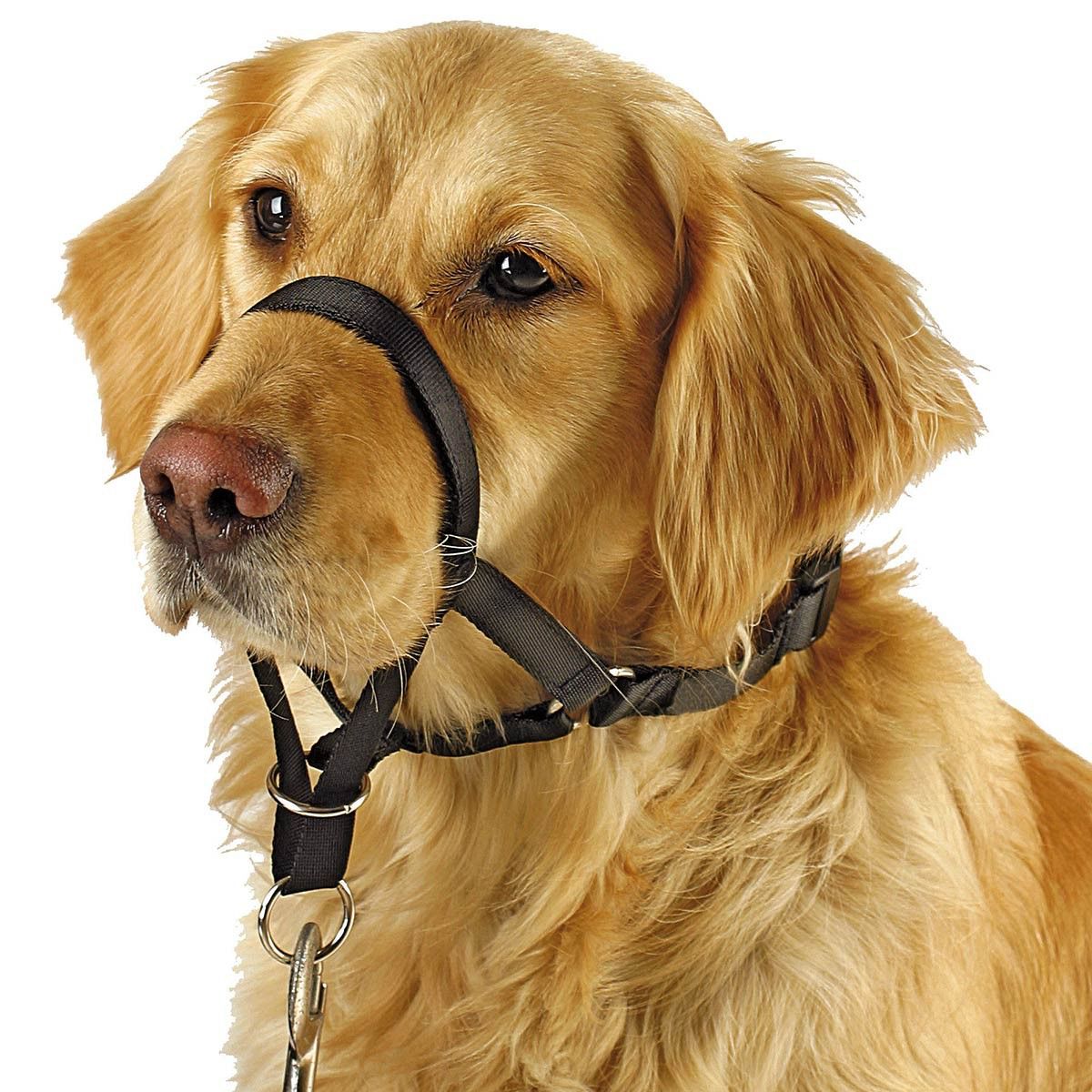 Hunde Erziehungsgeschirr MAXI COACH 38 cm