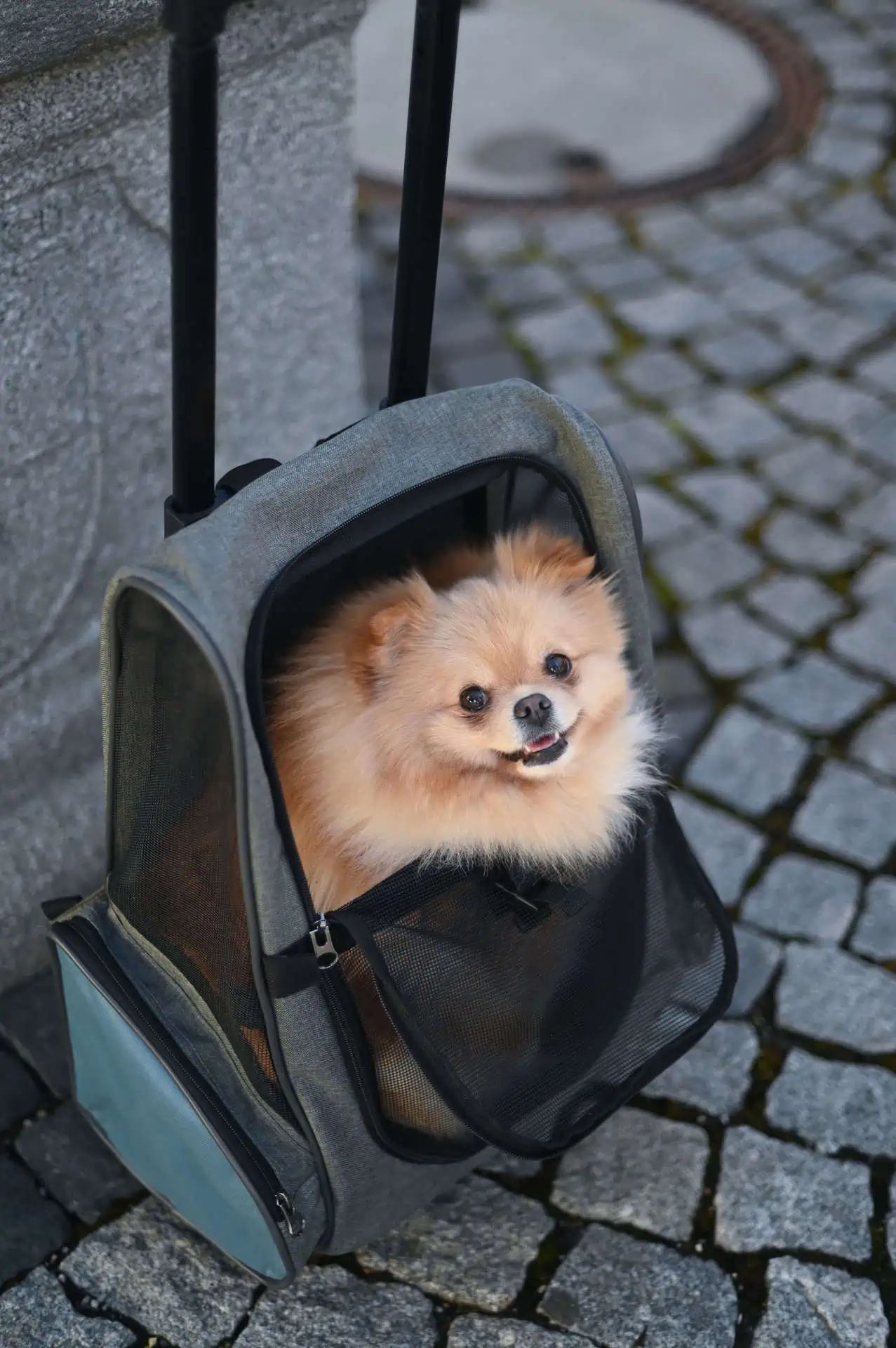 Kerbl Dog Trolley Vacation, grey/blue, 41 x 26 x 55/103 cm, in use