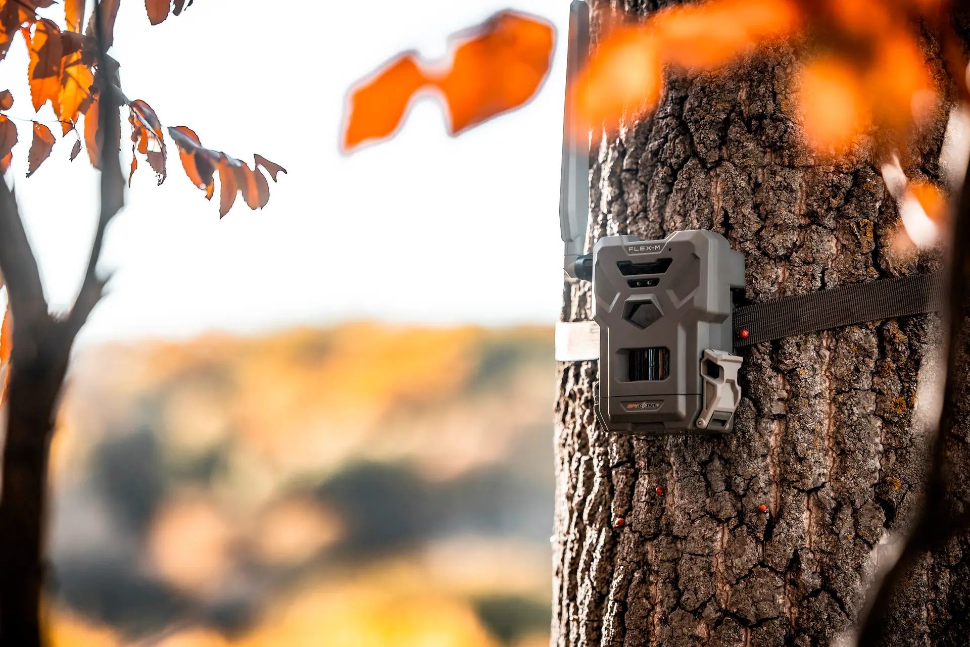 Wildkamera mit Gurt an Baumstamm befestigt, umgeben von herbstlich orangefarbenem Laub