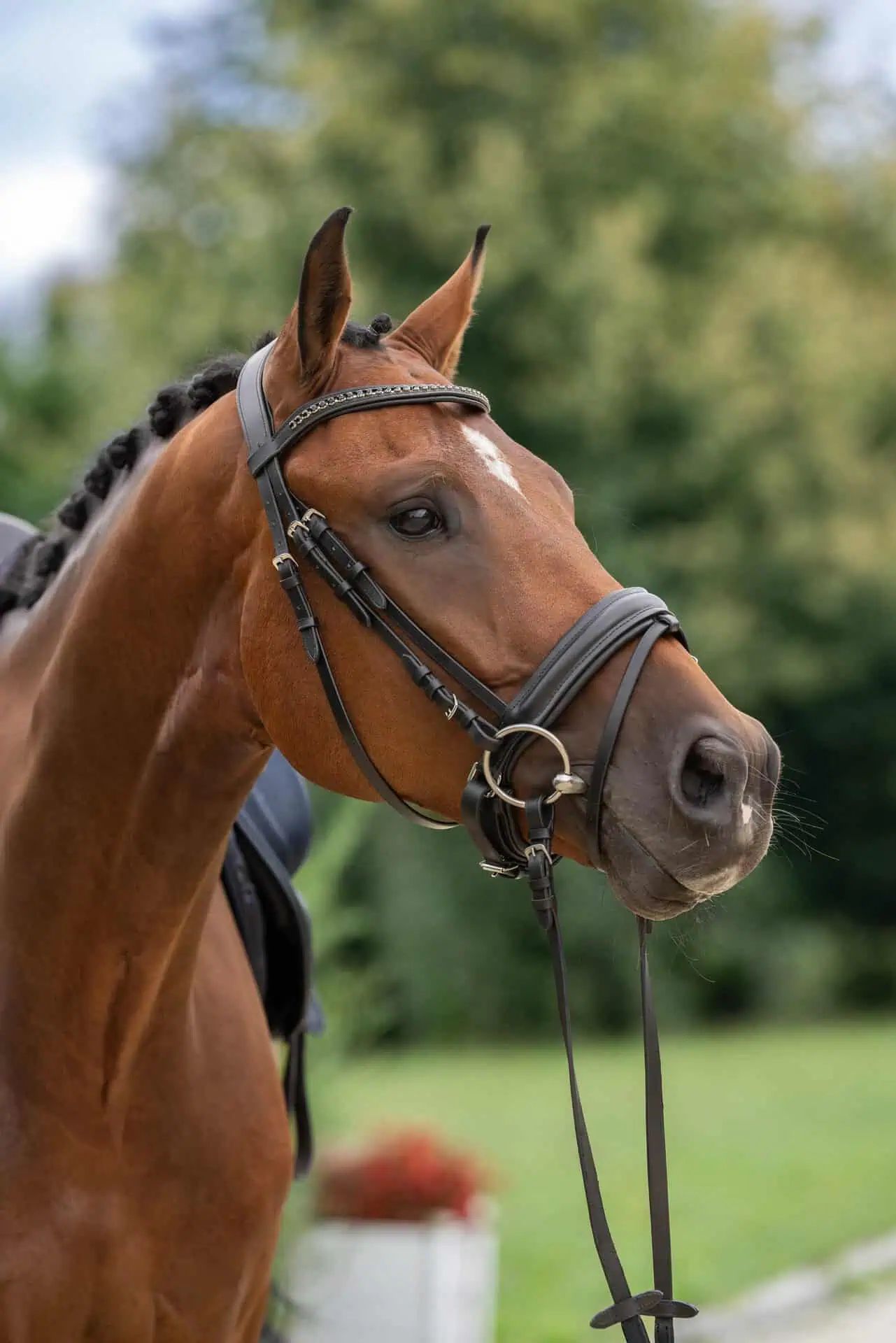 Covalliero Frâu suedez din piele neagră, cu hățuri, fără zăbală, Pony/Cob/Full, în utilizare