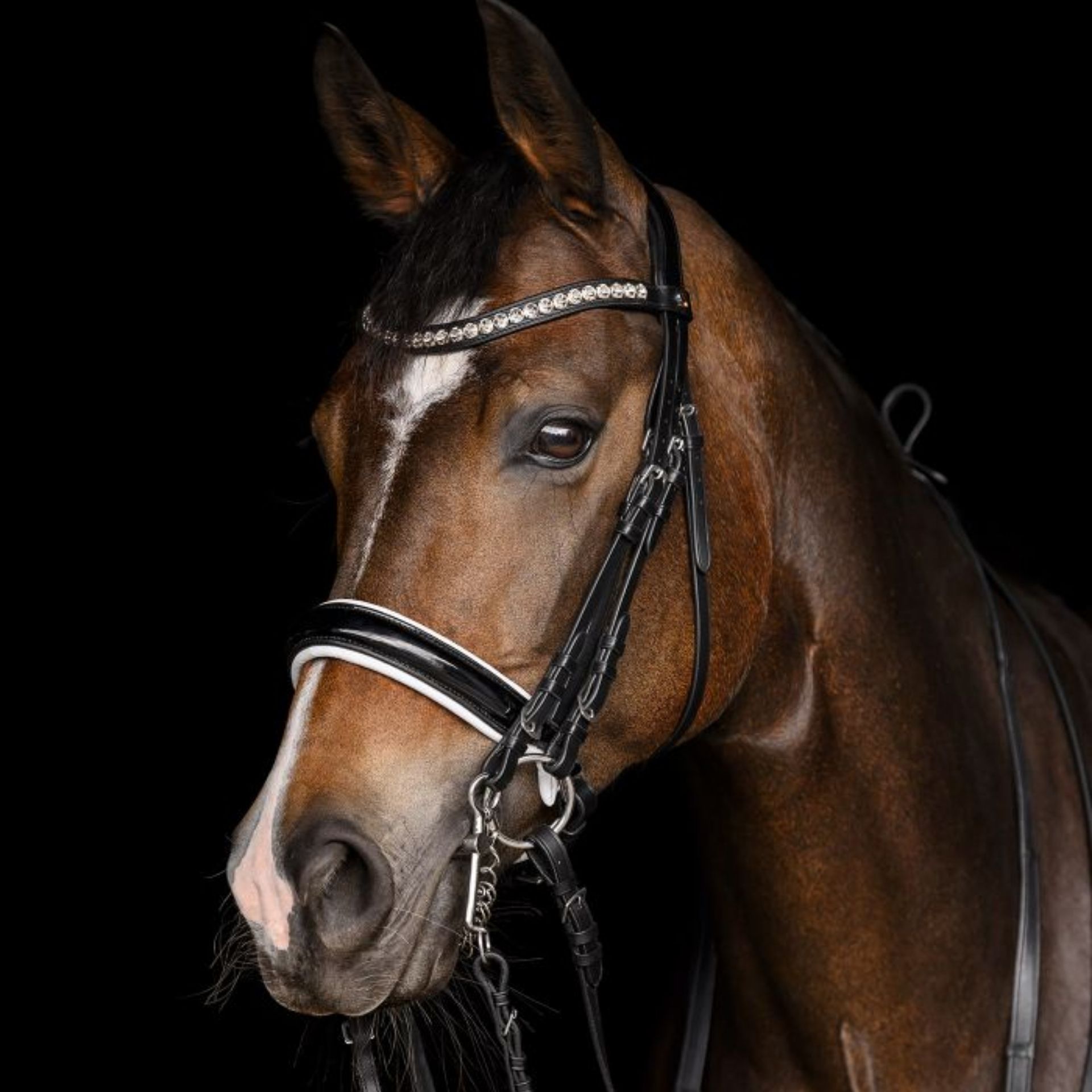 horse, bridle, bit, headstall, riding tack
