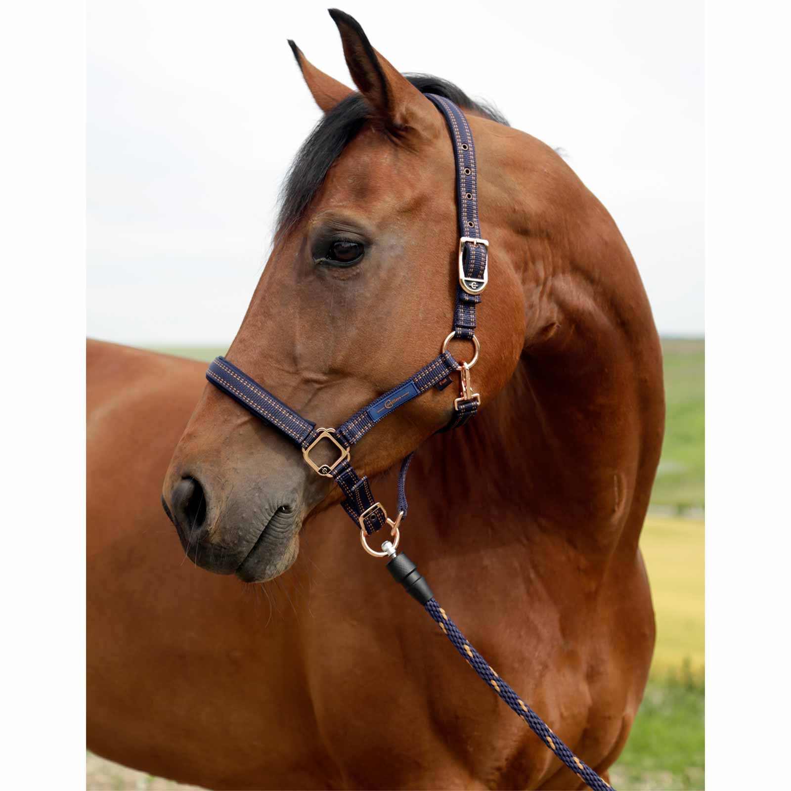 GoLeyGo 2.0 licou de cheval bleu/caramel X-FULL