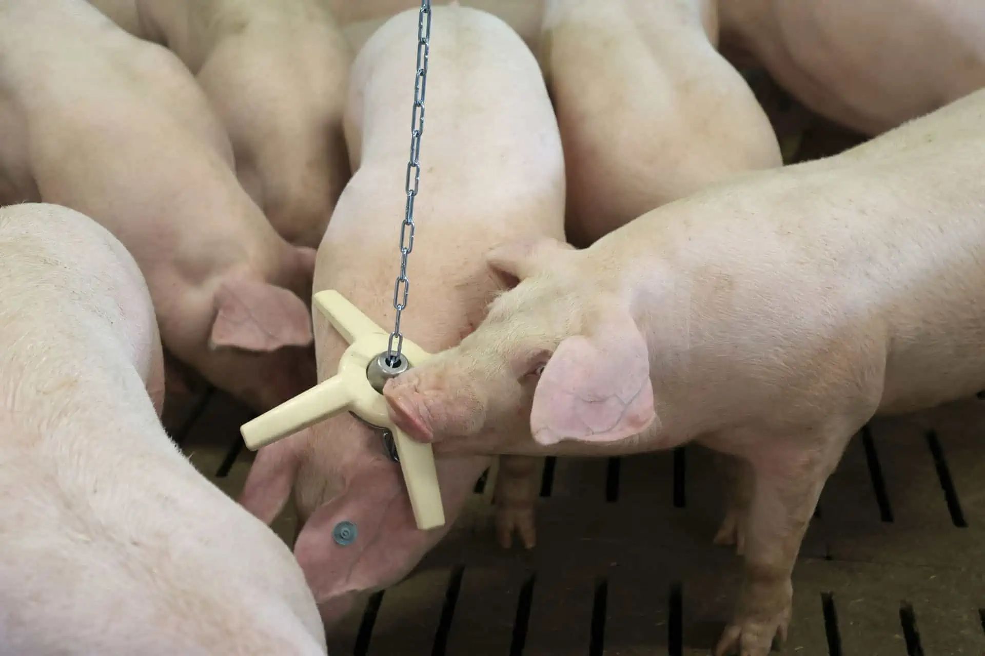 Kerbl Jucărie pentru porci BiteStar cu capac și lanț de suspendare, în utilizare