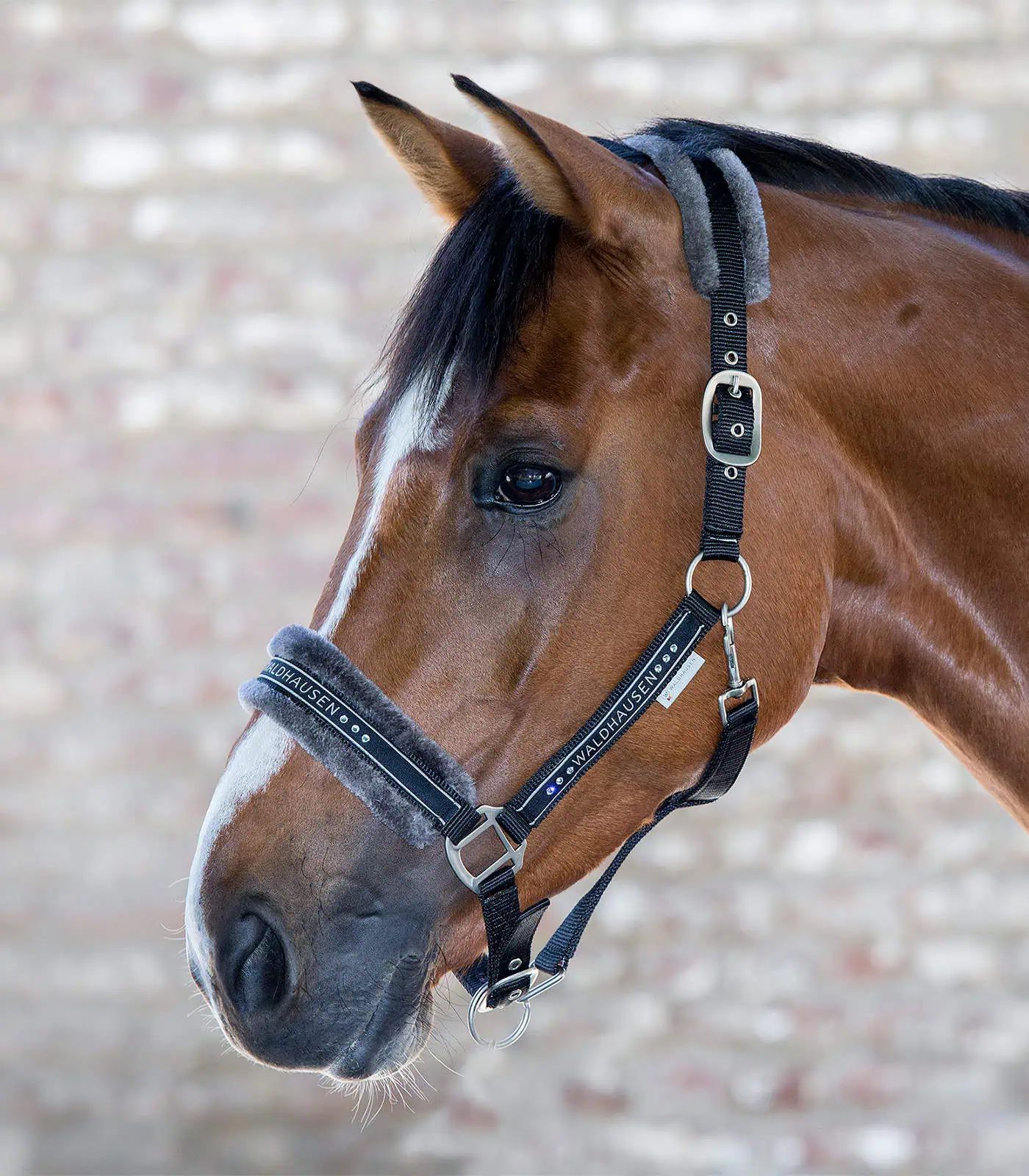 Licol Elegant Waldhausen avec strass, rembourrage peau de mouton noir, Noir, X-FULL