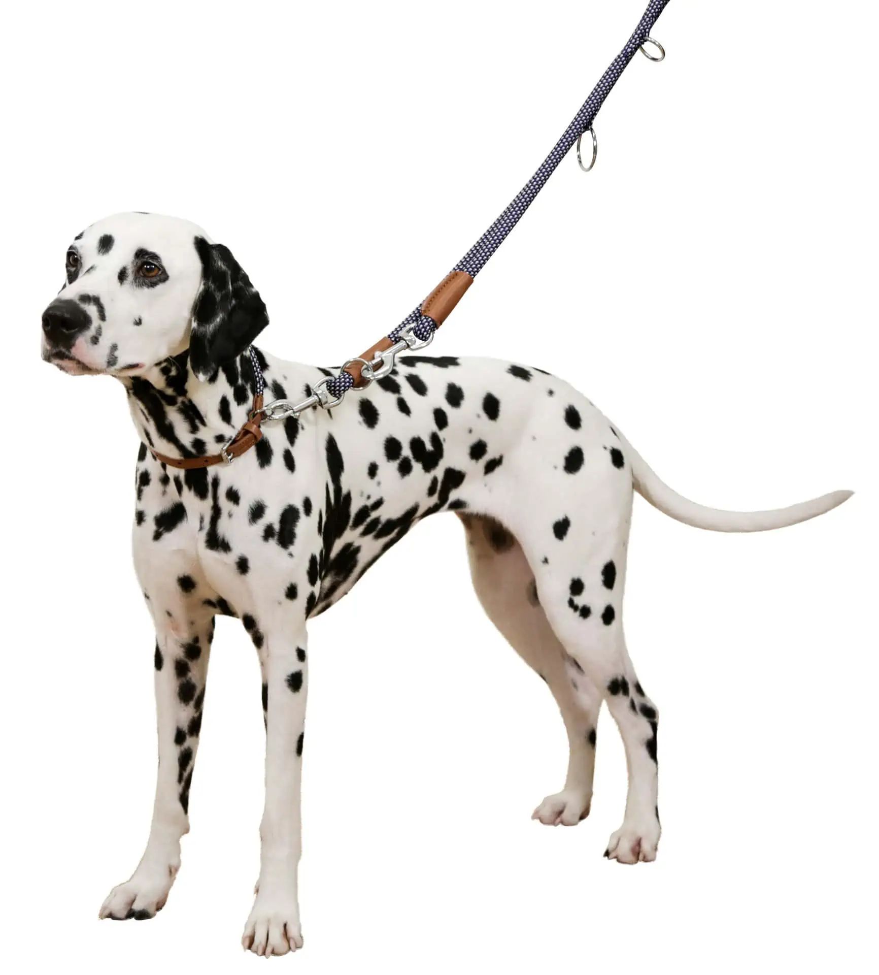 Fehér foltos dalmata pórázon, csíkos vezetőpórázzal