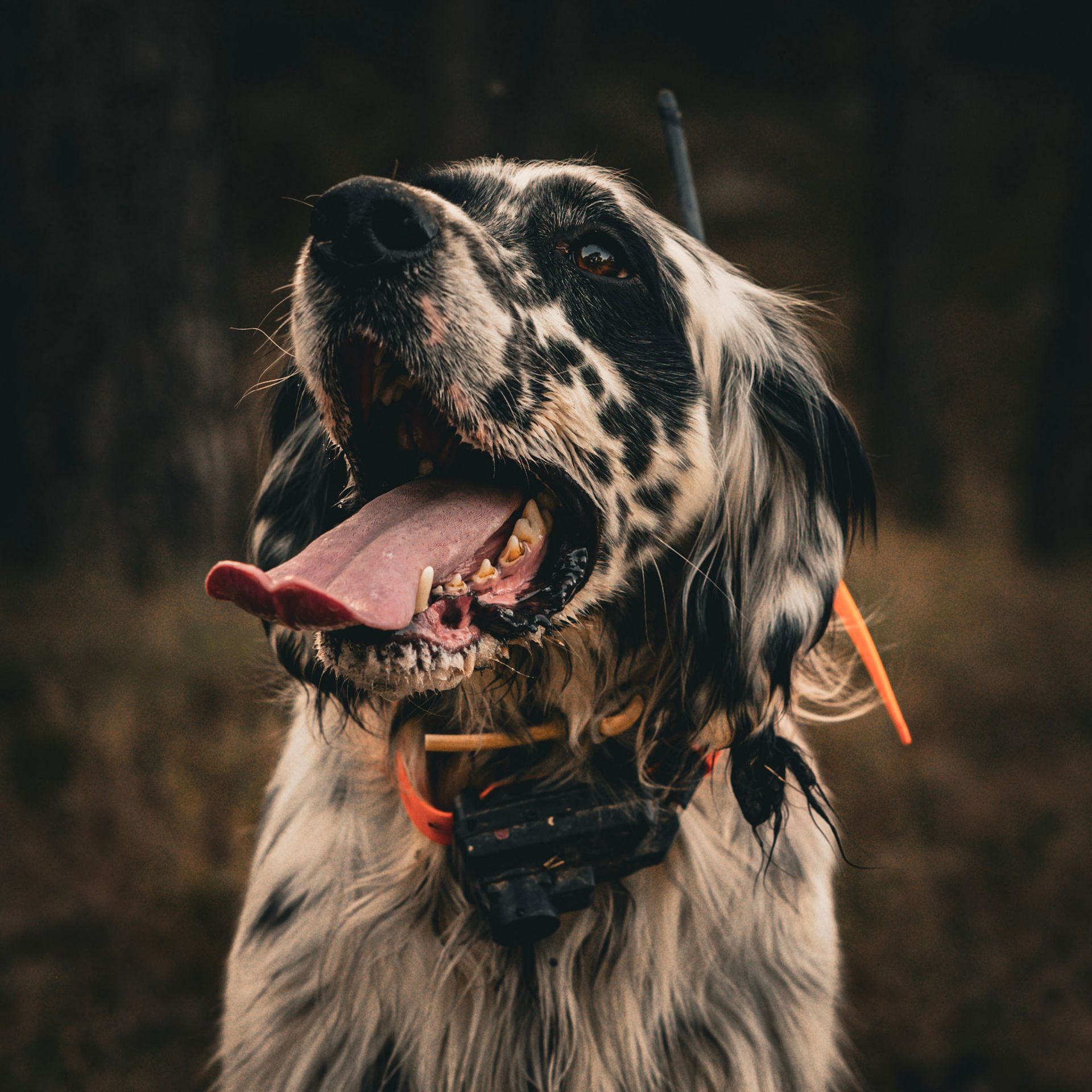 Dogtrace Zgardă GPS X30B Short, Funcție Aplicație, Beeper, Câini de Talie Mică, în utilizare