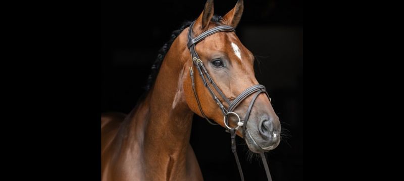 Covalliero Zaumzeug & Trensen