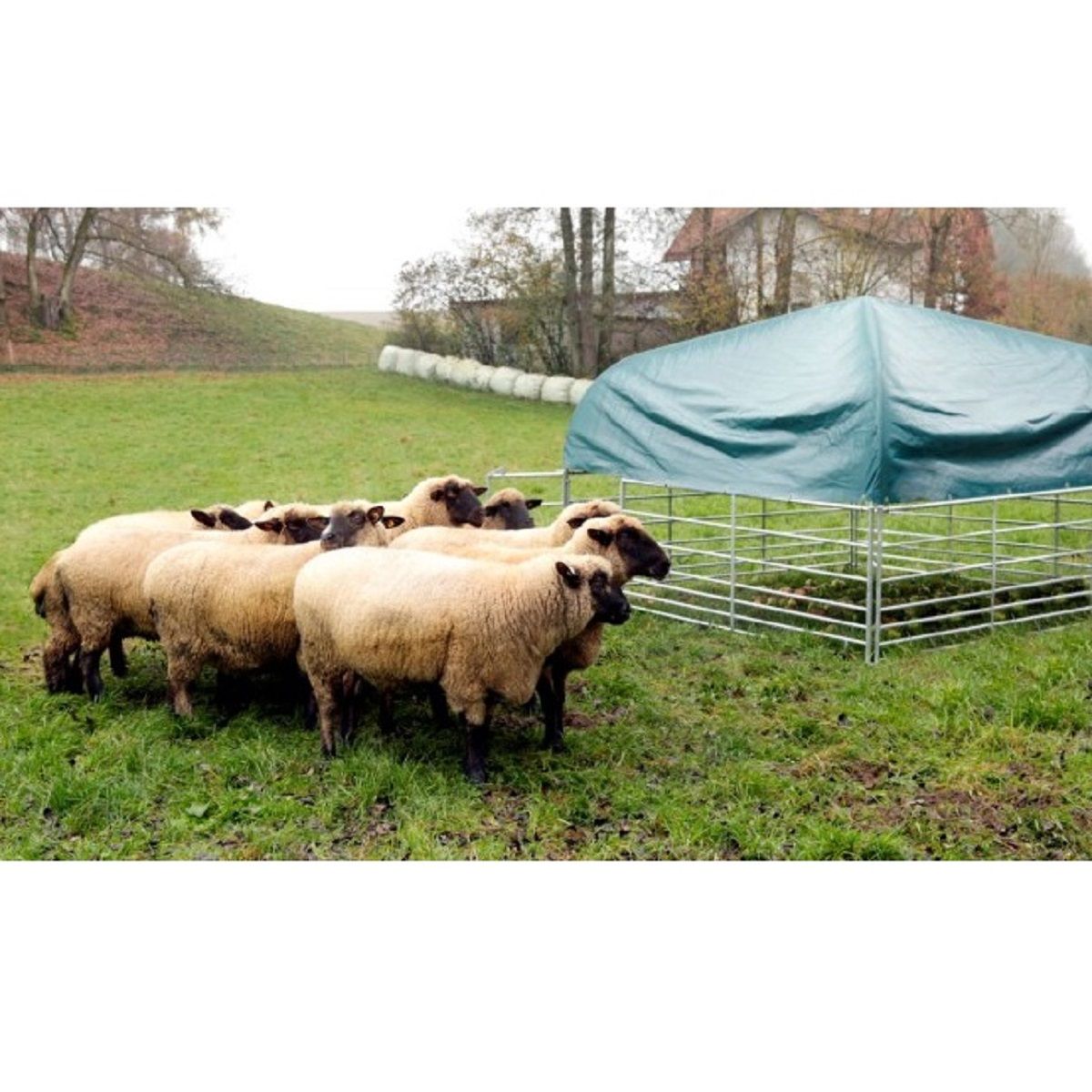 Kerbl Weideunterstand für Schafe & Ziegen 2,75 x 2,75 m, im Einsatz, auf der Weide