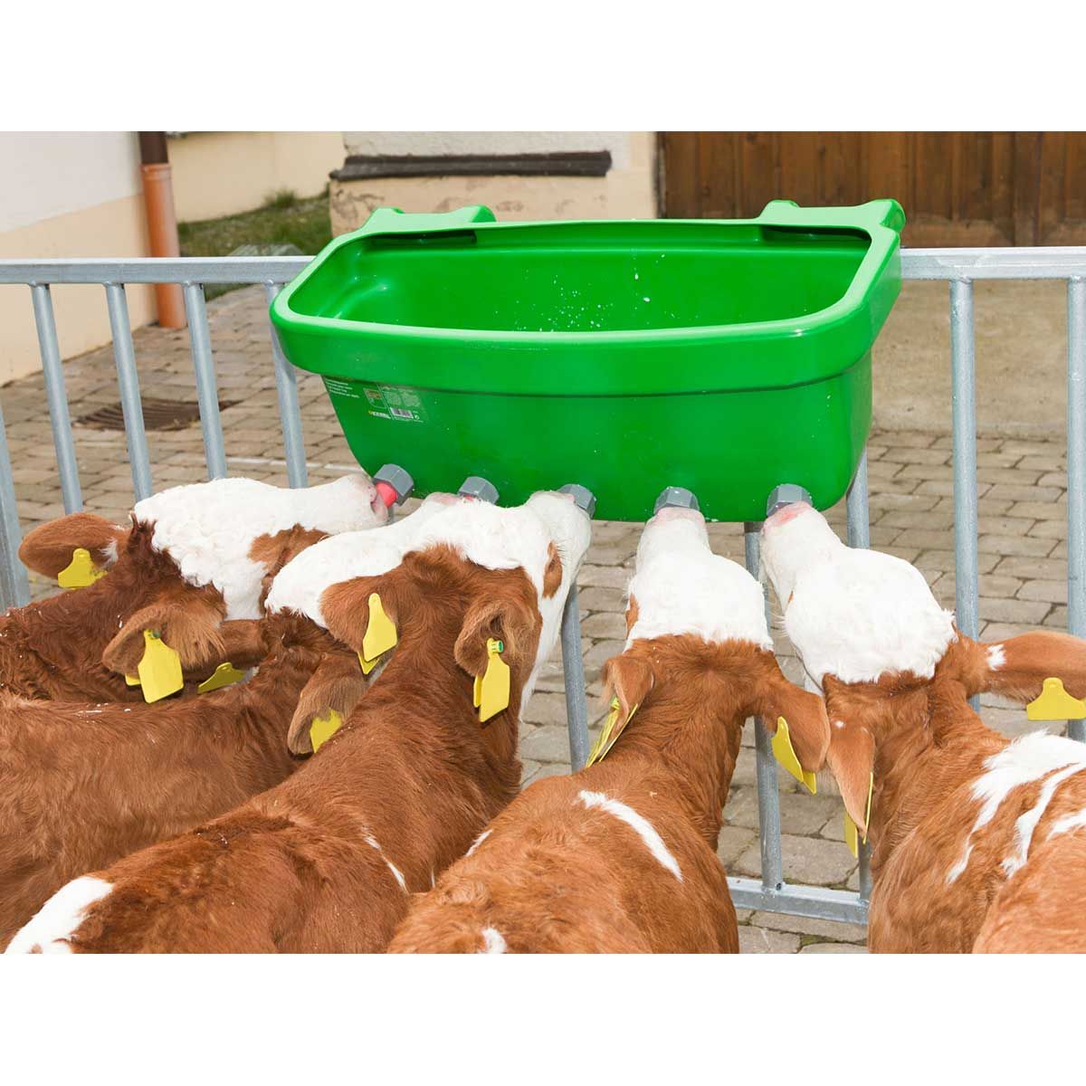 Kerbl cuva de hrănire a vițeilor MULTI FEEDER, în utilizare