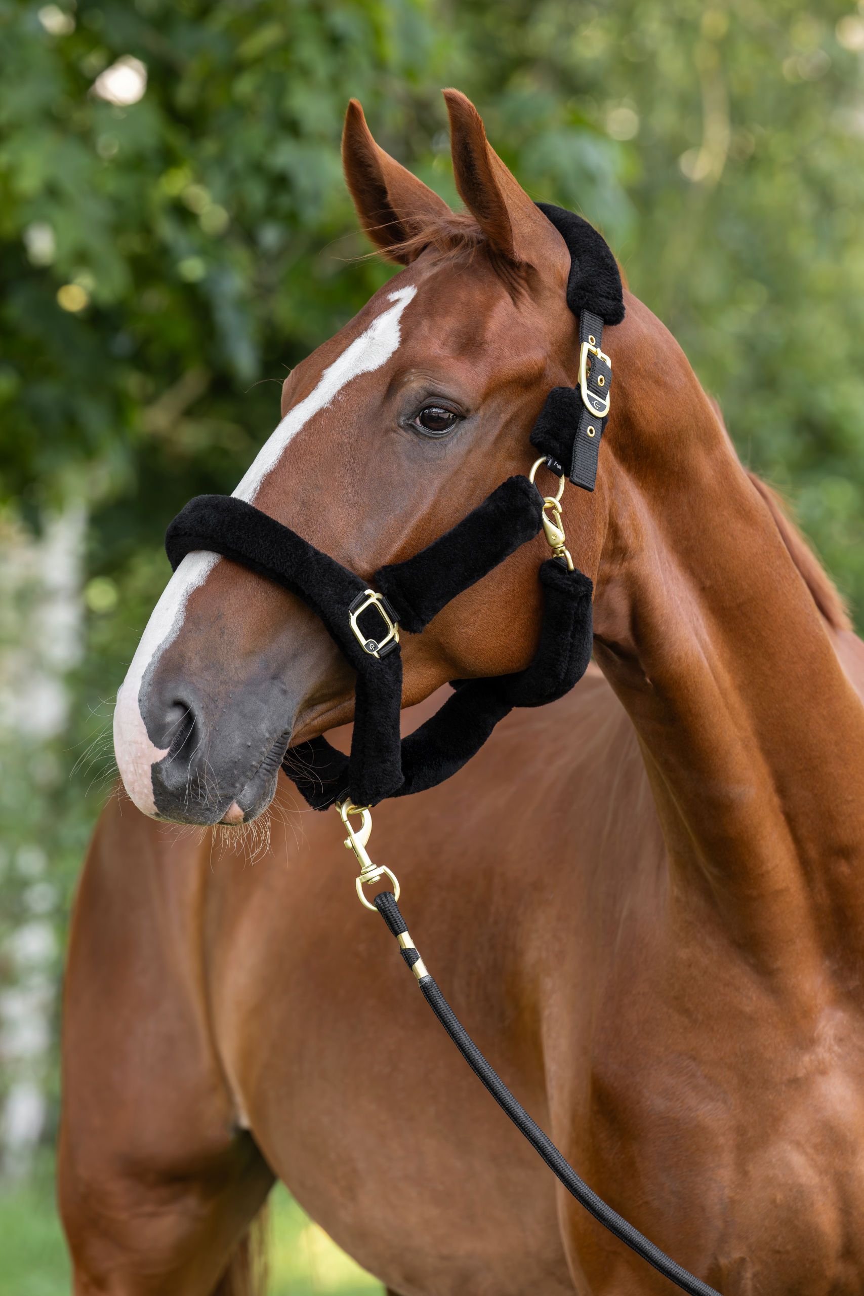 horse, halter, bridle, black, leather