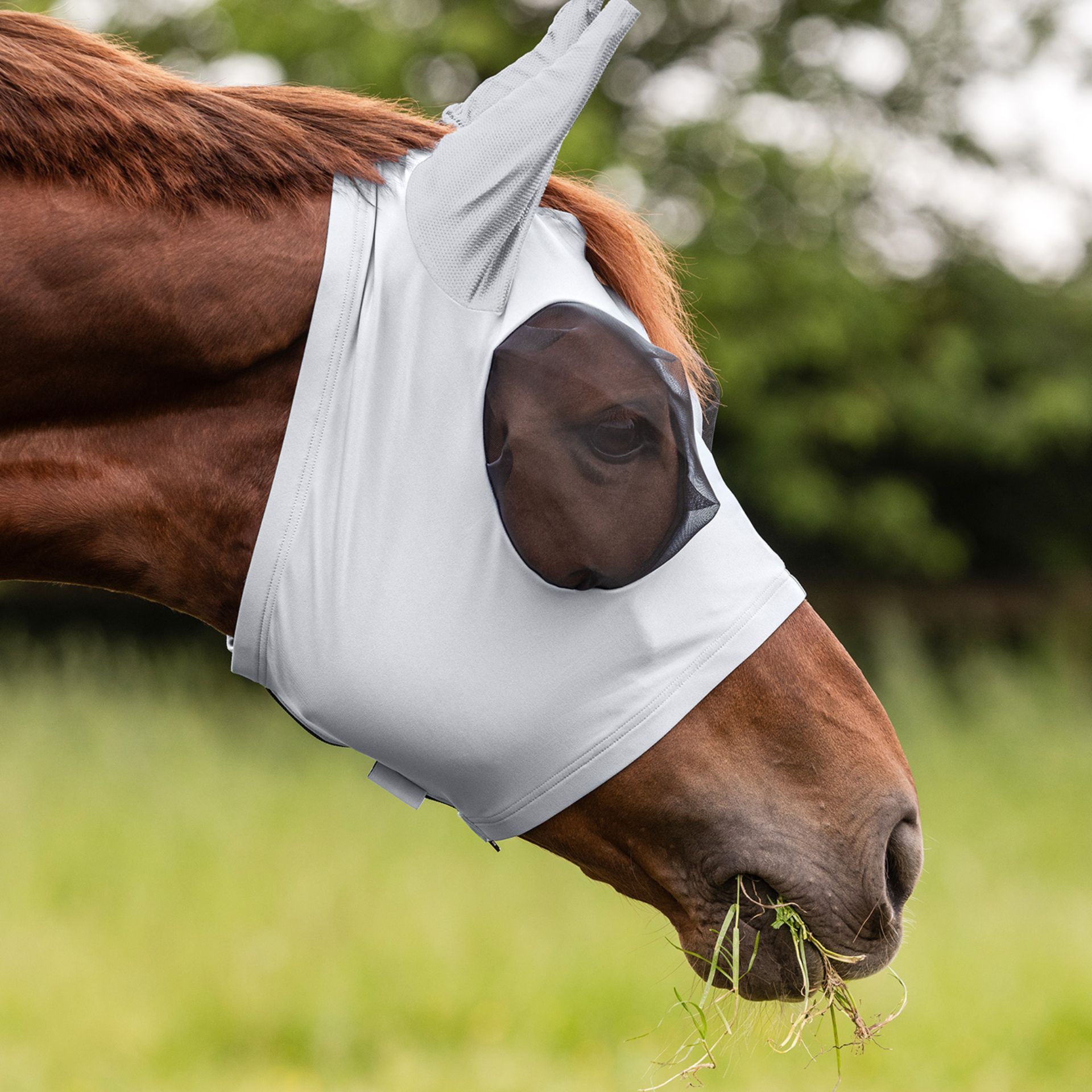 horse, horse mask, fly mask, mask with ear holes, outdoor