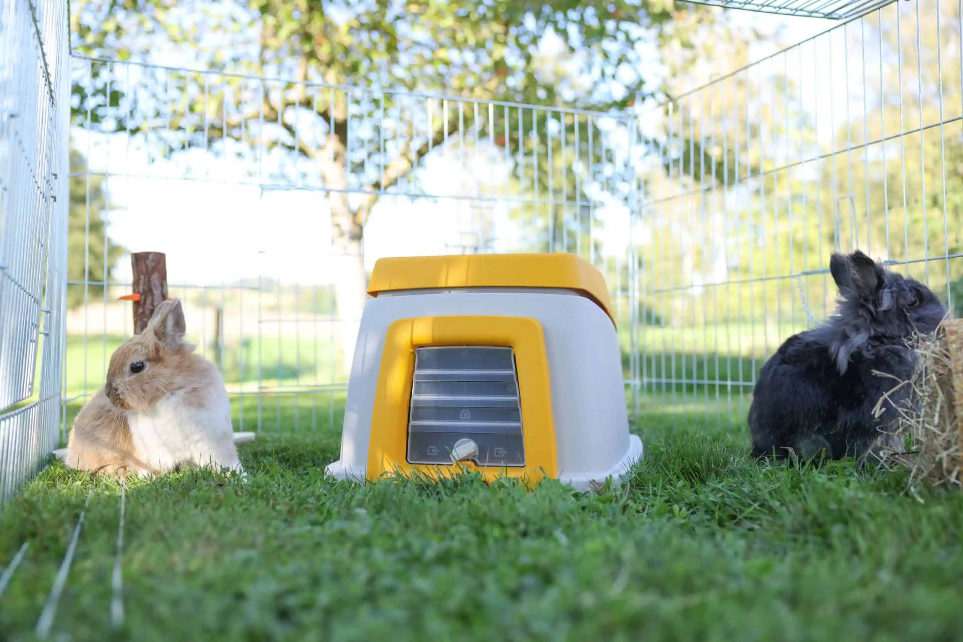 Kerbl Kaninchenbau Bunny Base Komplettset mit Trink- und Fressvorrichtung, im Einsatz, auf der Weide