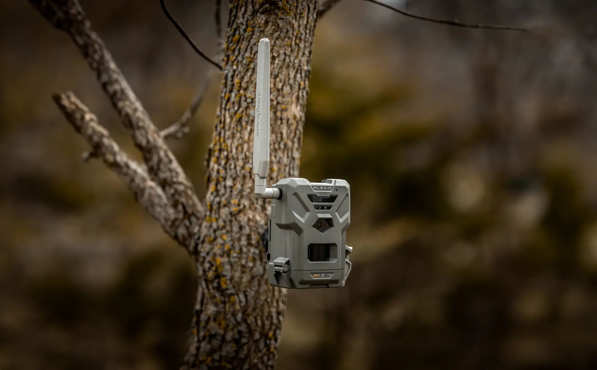 Viltkamera med antenn fastspänd på en trädstam i skogen