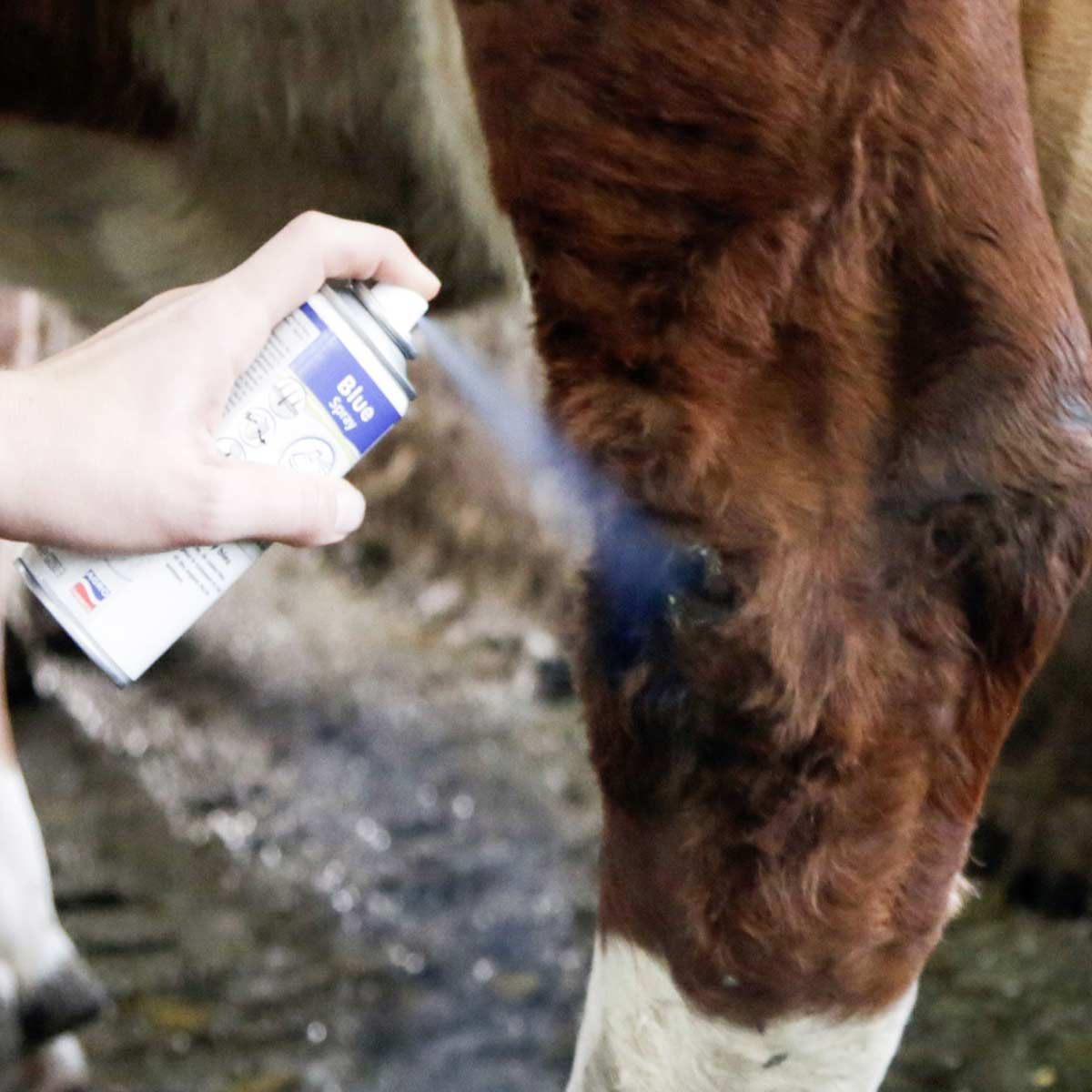 Agrochemica Blauspray Hautpflege für Tiere, im Einsatz, im Stall