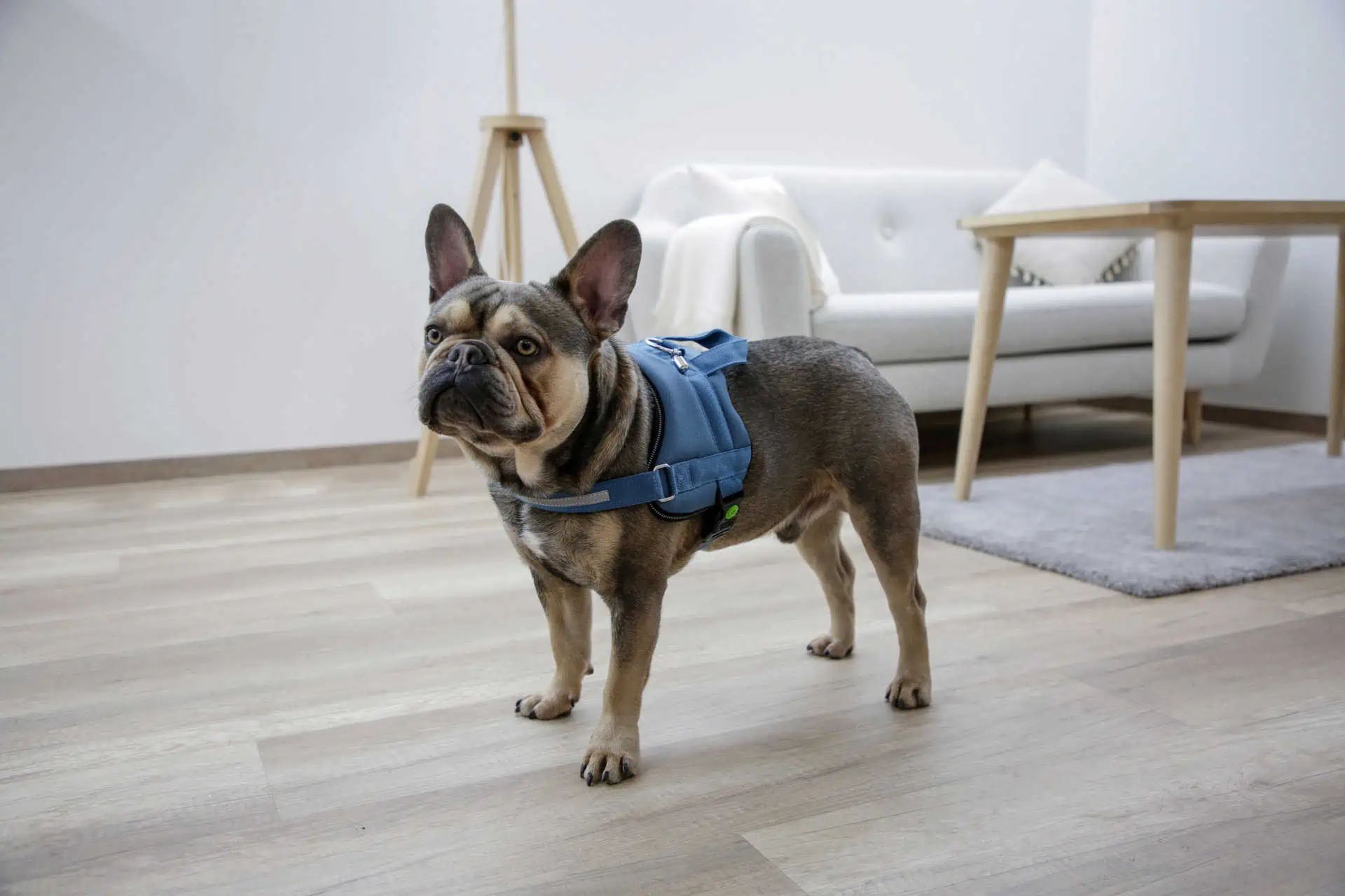 Kerbl Pet Hundegeschirr Maestro 2.0, Petrol, mit Adresstube, 45-60 cm