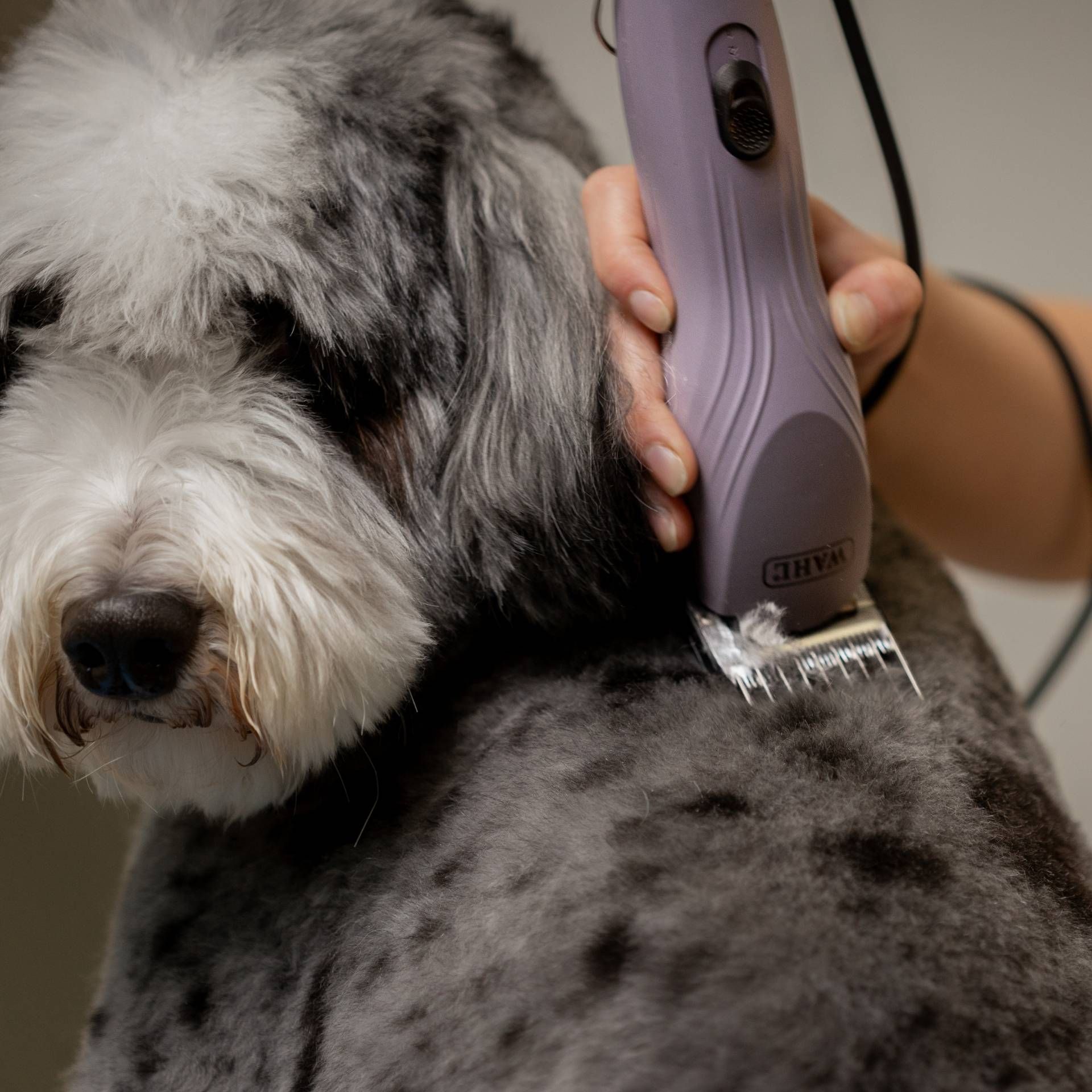 dog grooming, pet clipper, electric clipper, fur shave, trimmed coat