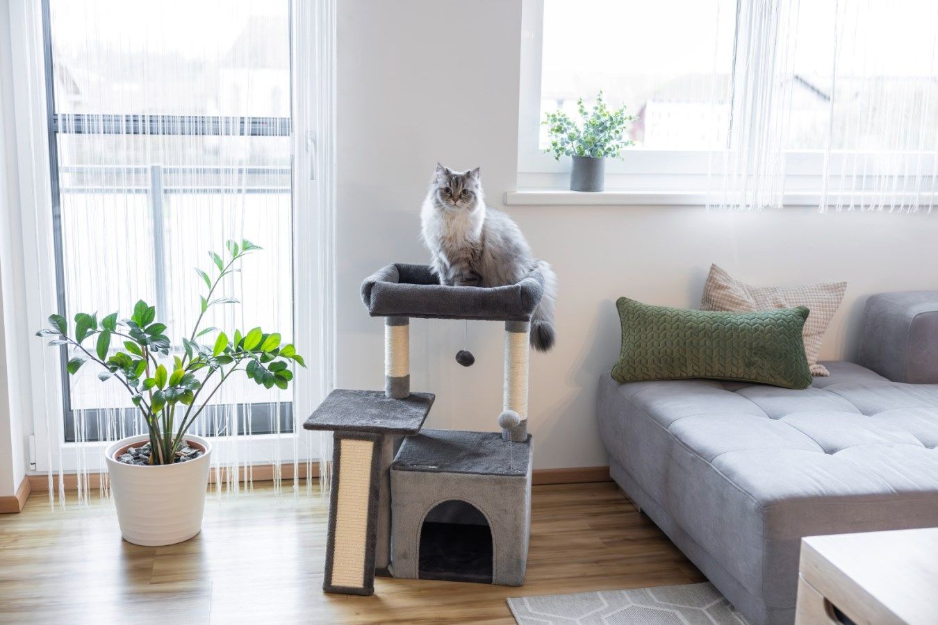 Katzenspielbaum, Katzenkratzbaum, graue Katze, Möbel, Wohnkultur