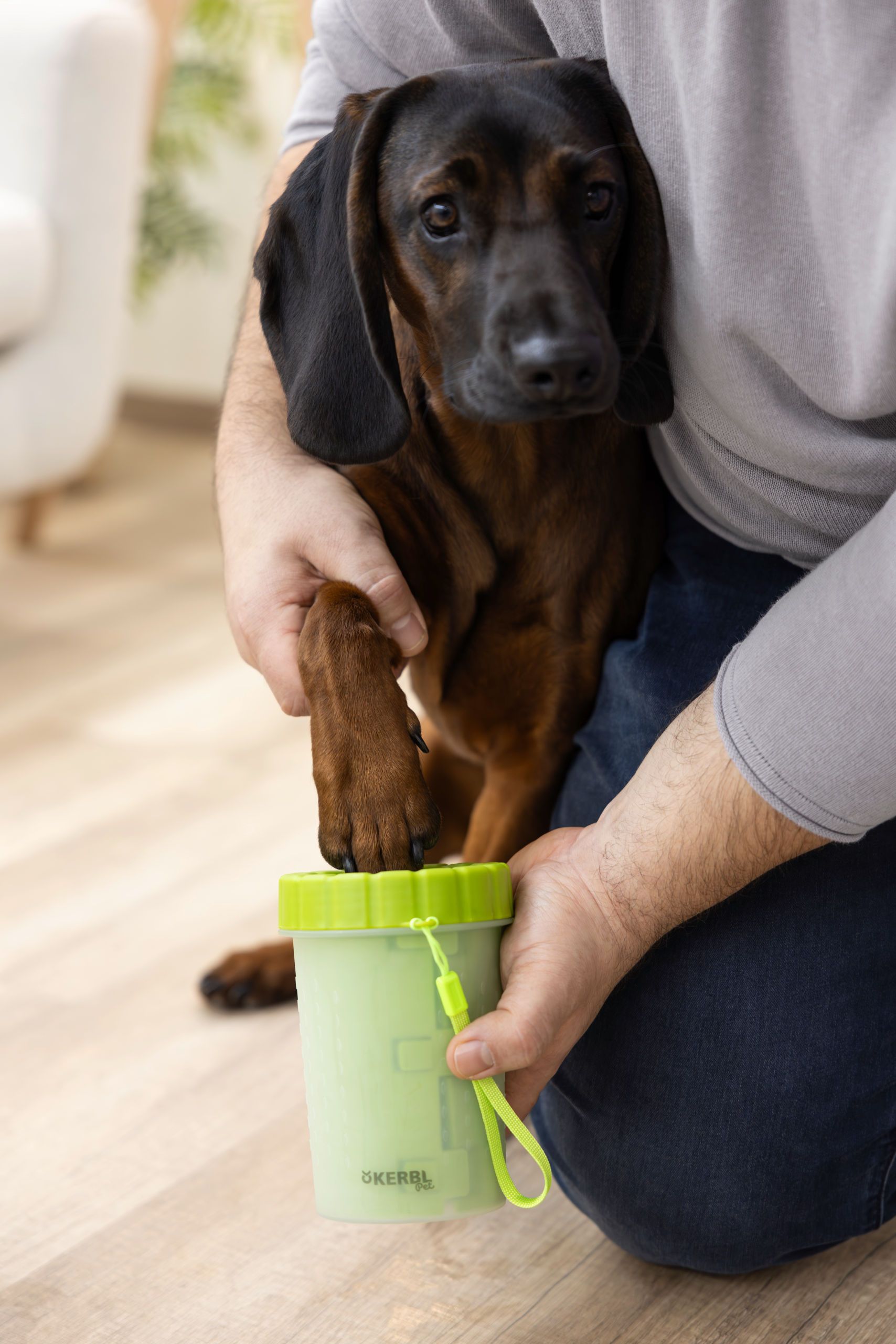 Hund, Dackel, Wasserflasche, Hand, Tierpflege
