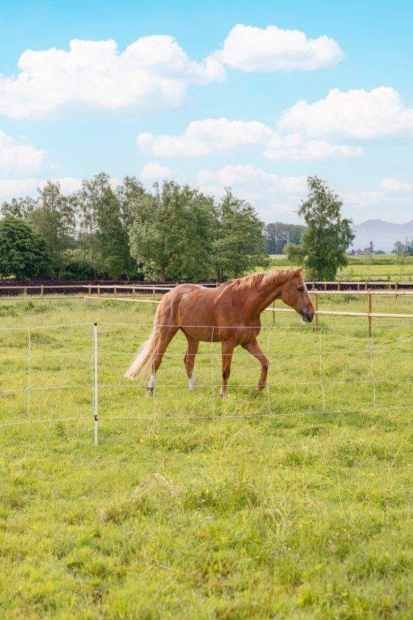 AKO Horse Netting Electric Fence 30.5 m x 120 cm, Jumbo Posts, in use, in the paddock