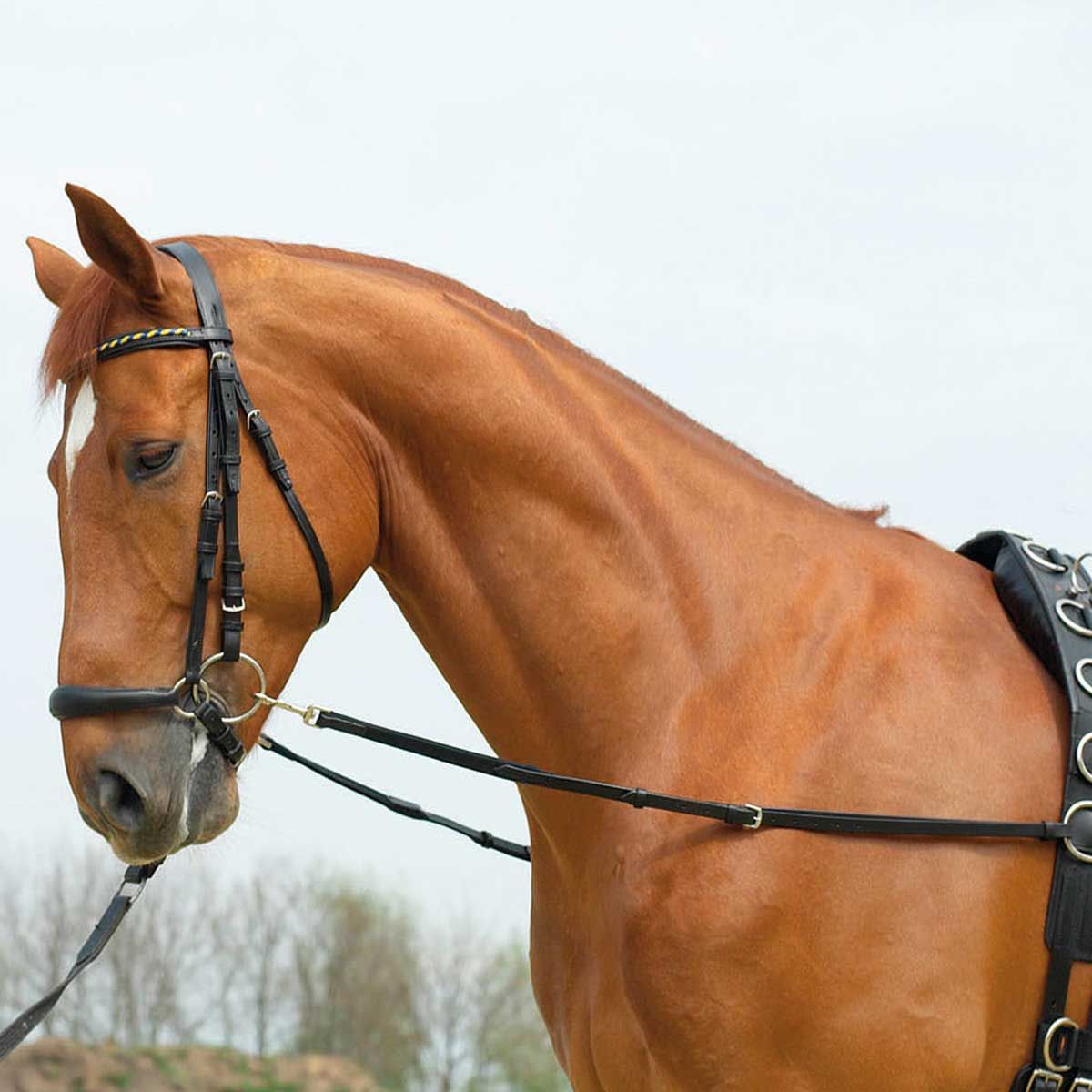 BUSSE Rênes de sangle élastiques de base