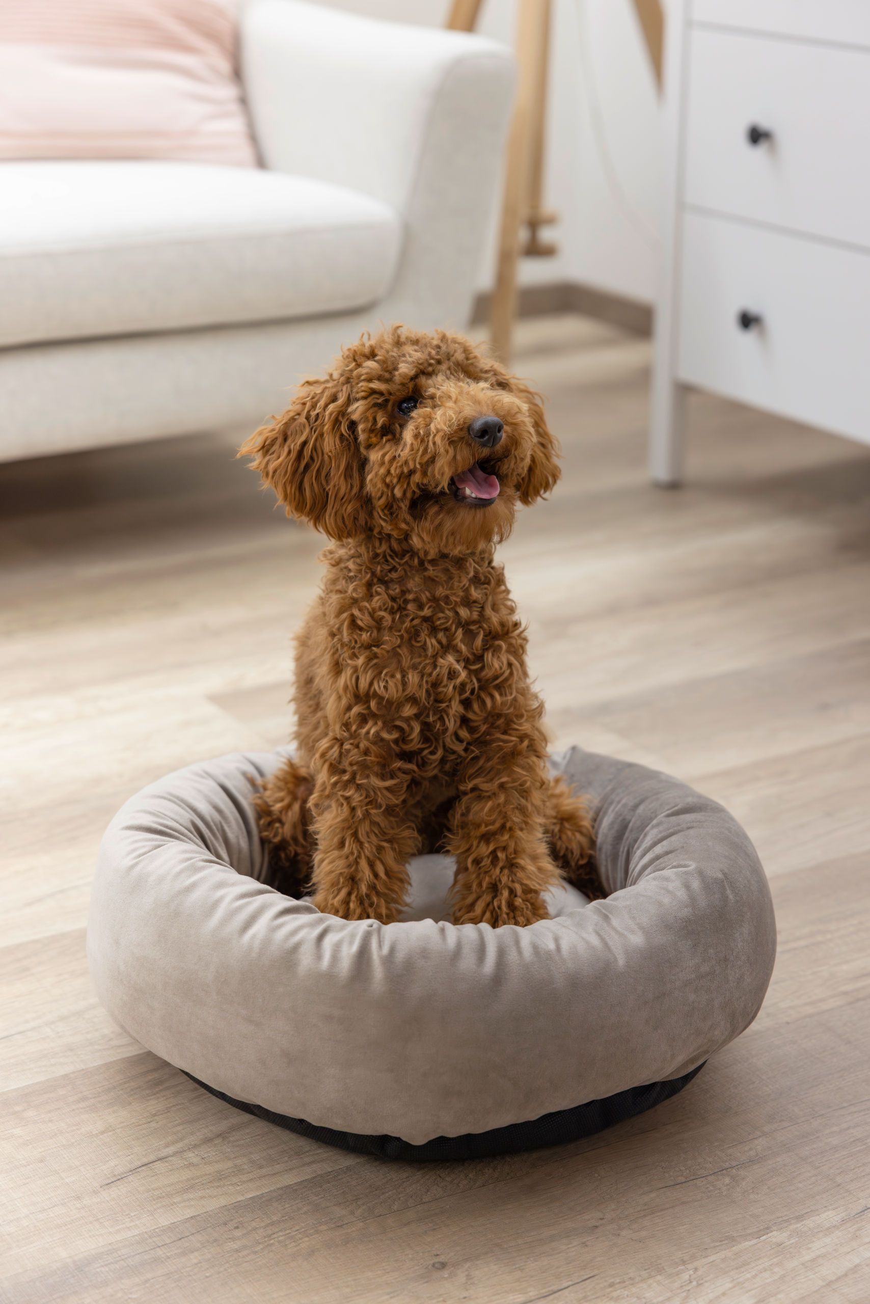 Kerbl Kuschelbett Velvet rund, Katzenbett & Hundebett Ø 50 cm, im Einsatz, im Wohnraum
