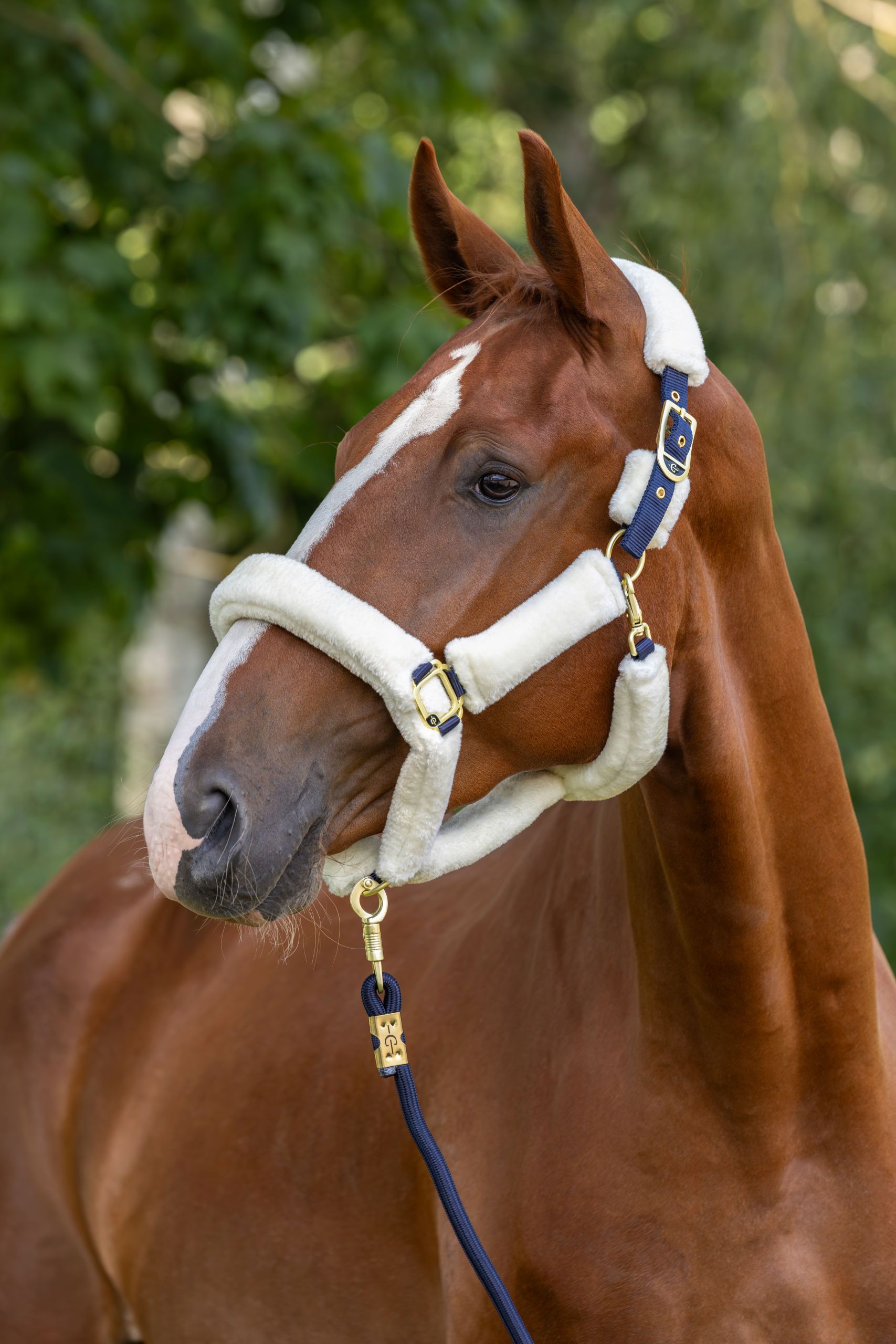 horse, halter, bridle, saddle, reins