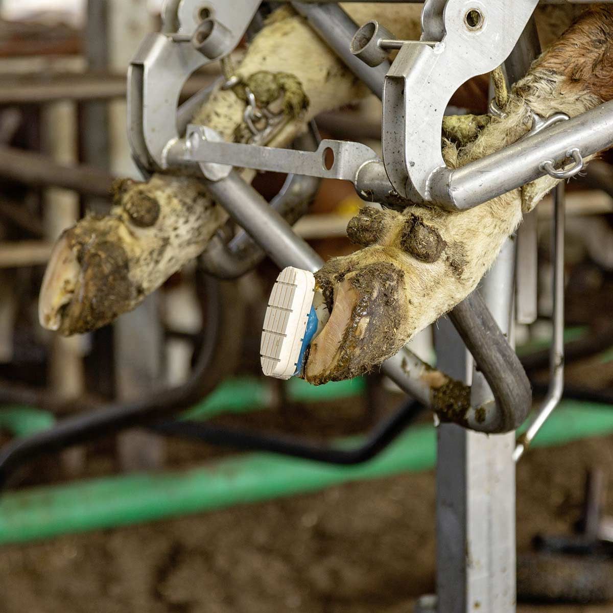 Kerbl Technobase 2CB Adesivo per zoccoli, bicomponente per cura degli artigli, in uso