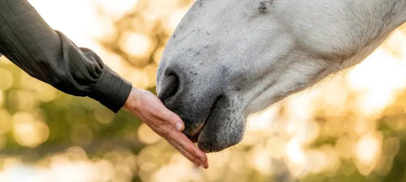 Aliments pour chevaux