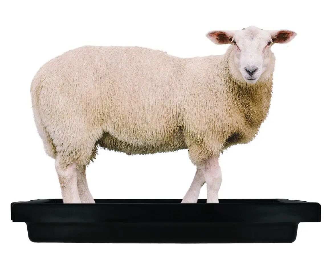 Kerbl Vană pentru copite SuperKombi Mini pentru oi, 120 x 40 cm, exemplu de utilizare