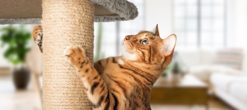 Scratching Furniture