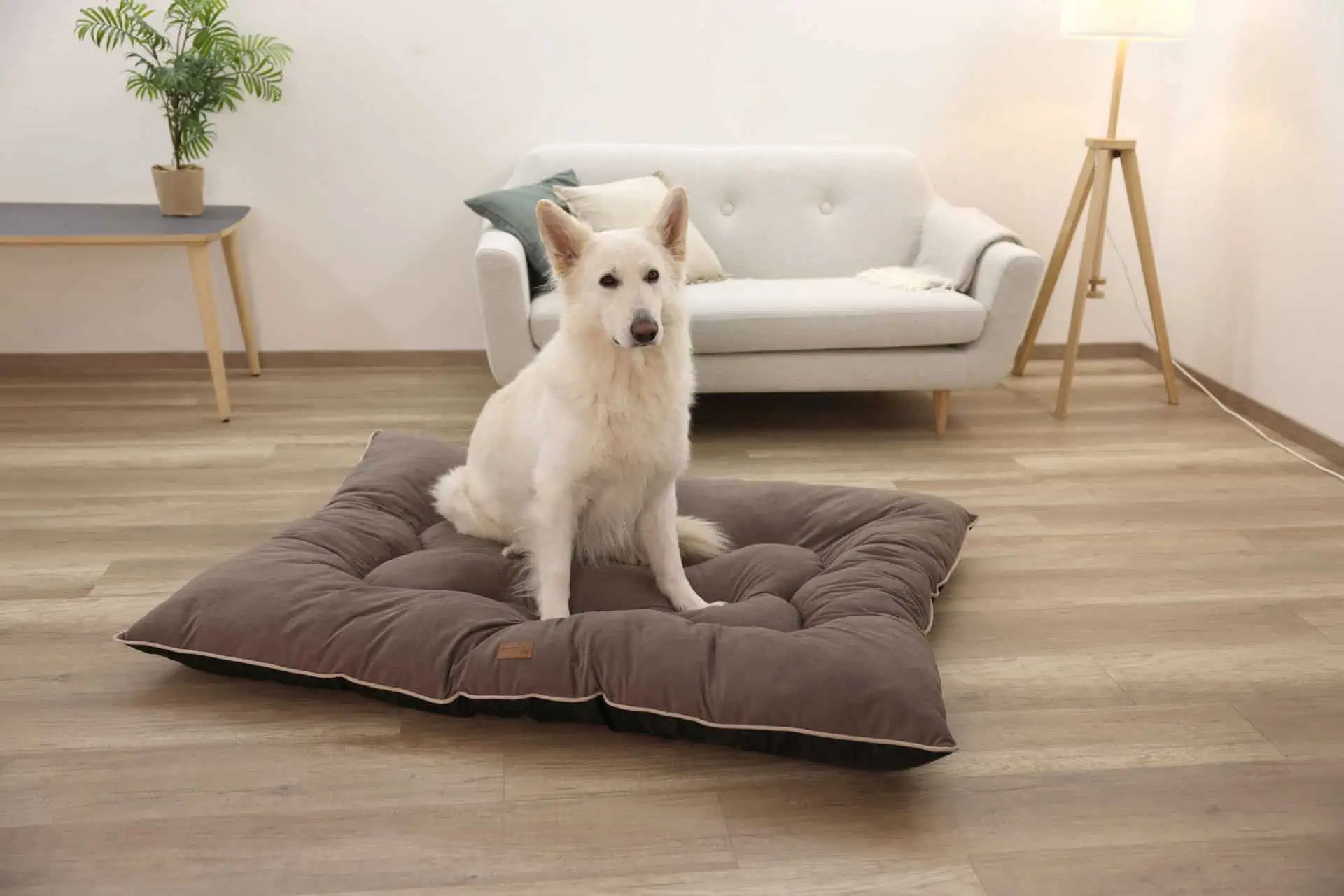 Kerbl Pet Hundkudde Benno i Chenille, formstabil & extra varm, användningsexempel, inomhus