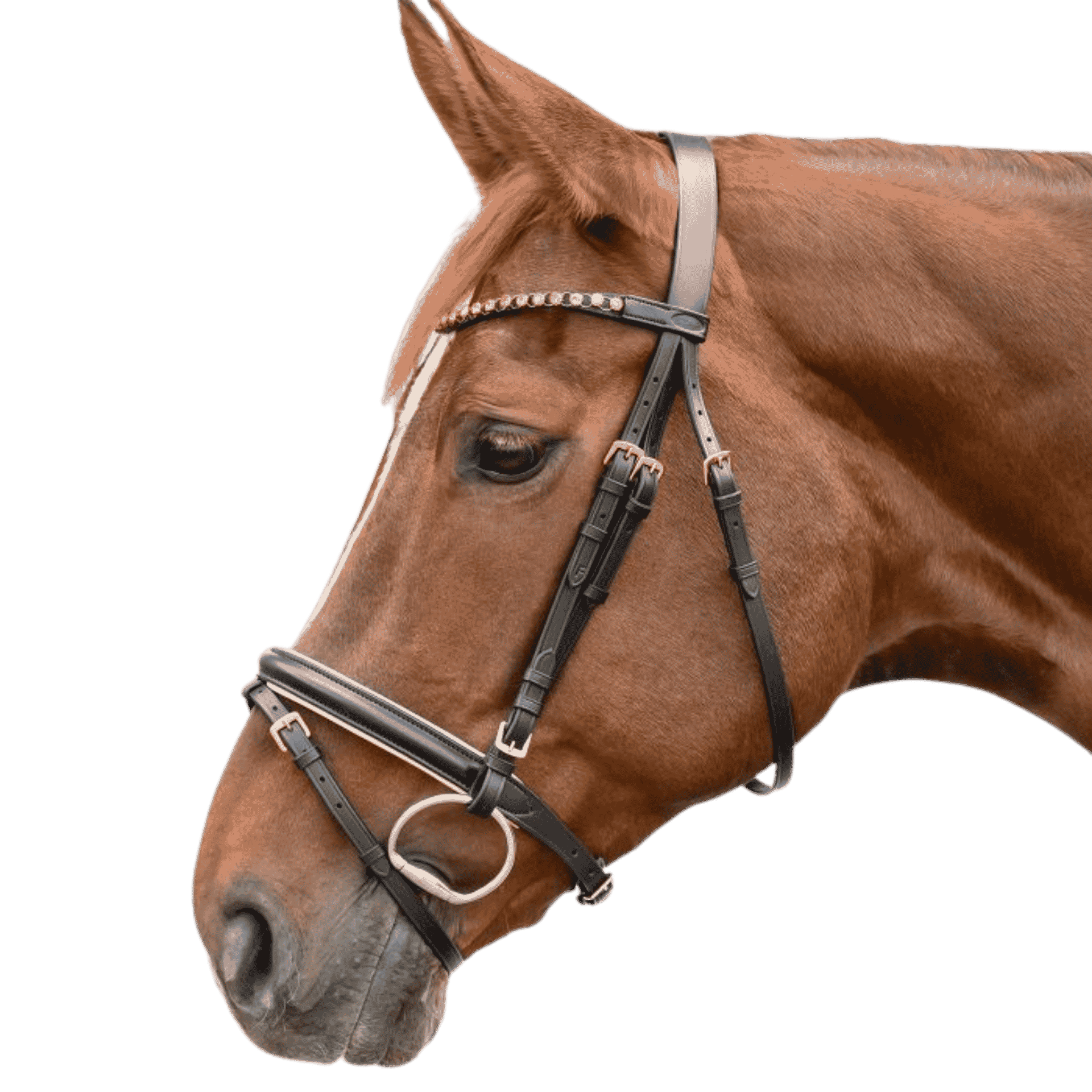 horse, equestrian, bridle, headstall, bit