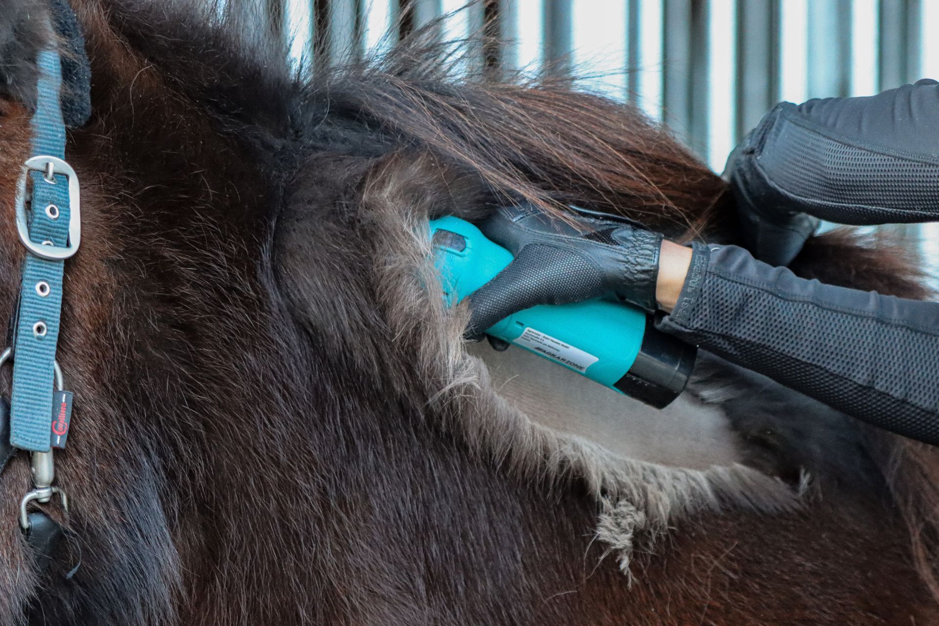 pferd, Pferdegrooming, therapeutisch, handschuhe, tÜRkisfarbiges Gerät