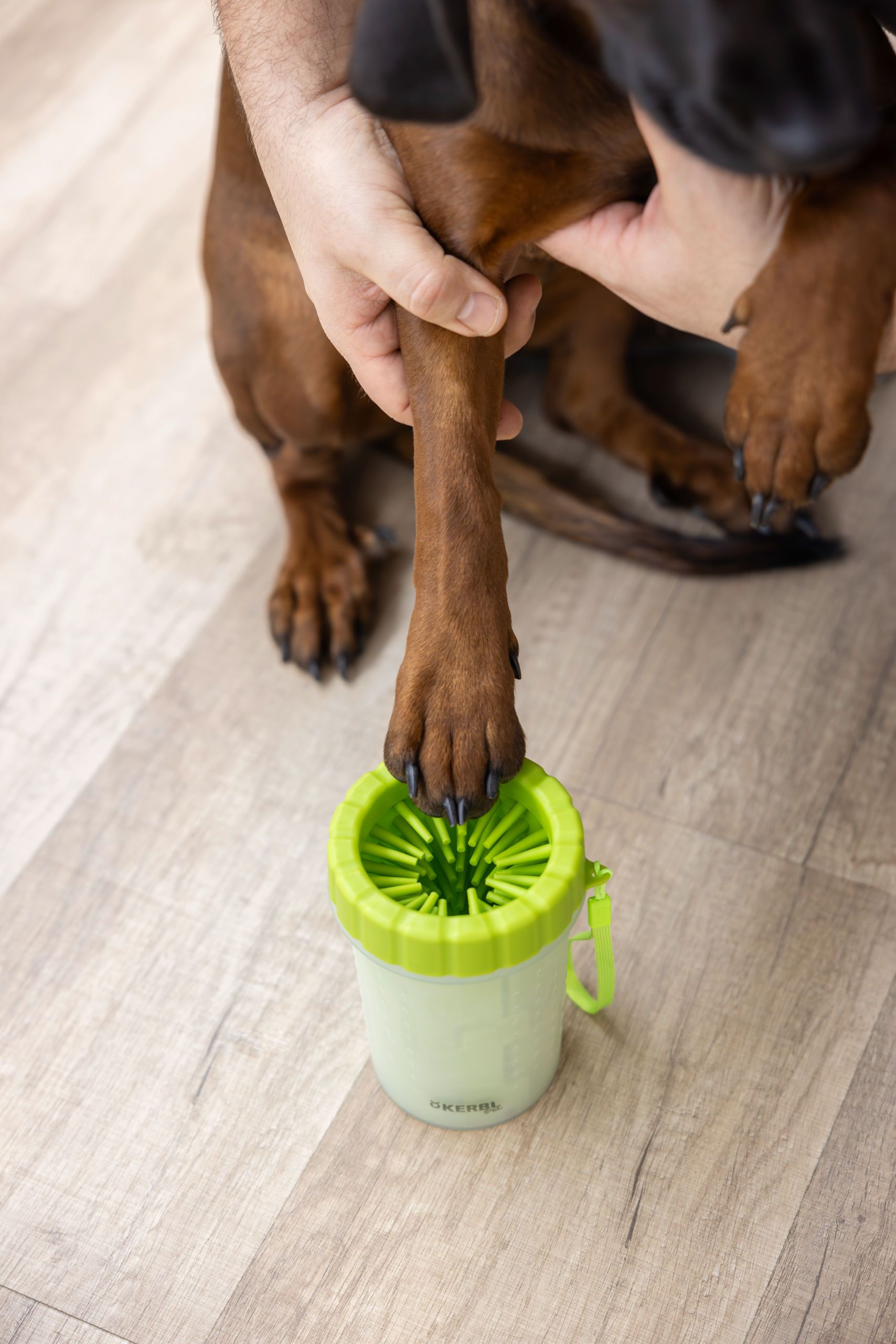 Hund, Pfote, Griff, Becher, grün