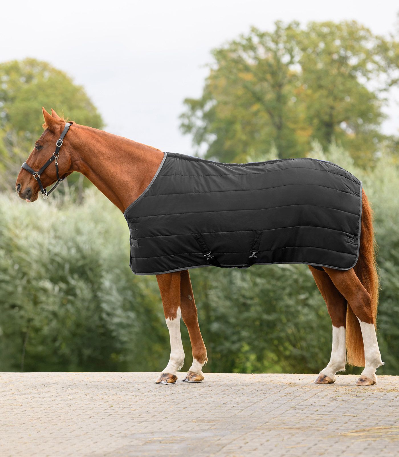 Waldhausen ECONOMIC Stalldecke 300 g, warme Thermofüllung für den Winter, schwarz