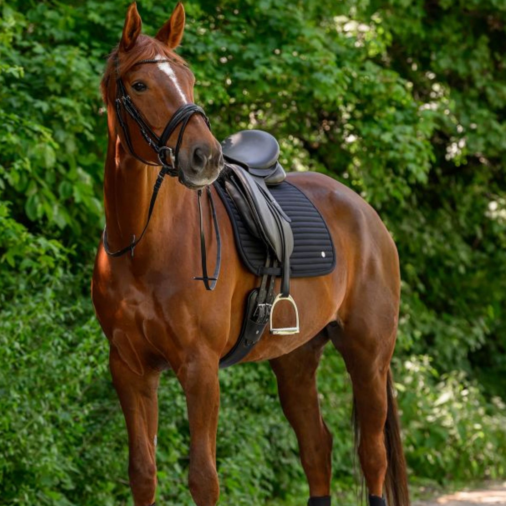 pferd, sattel, brille, steigbügel, braun