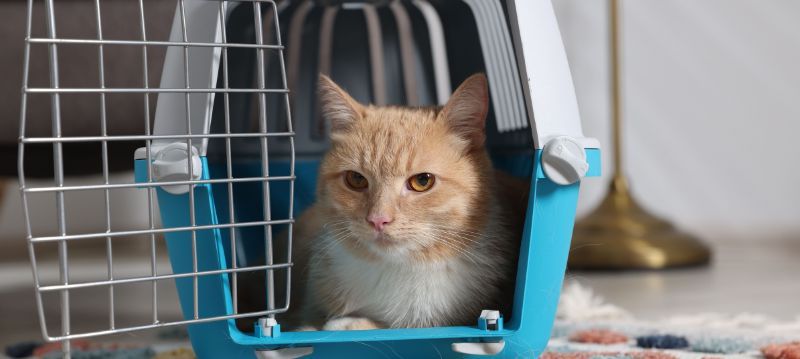 Boîte de transport pour chat