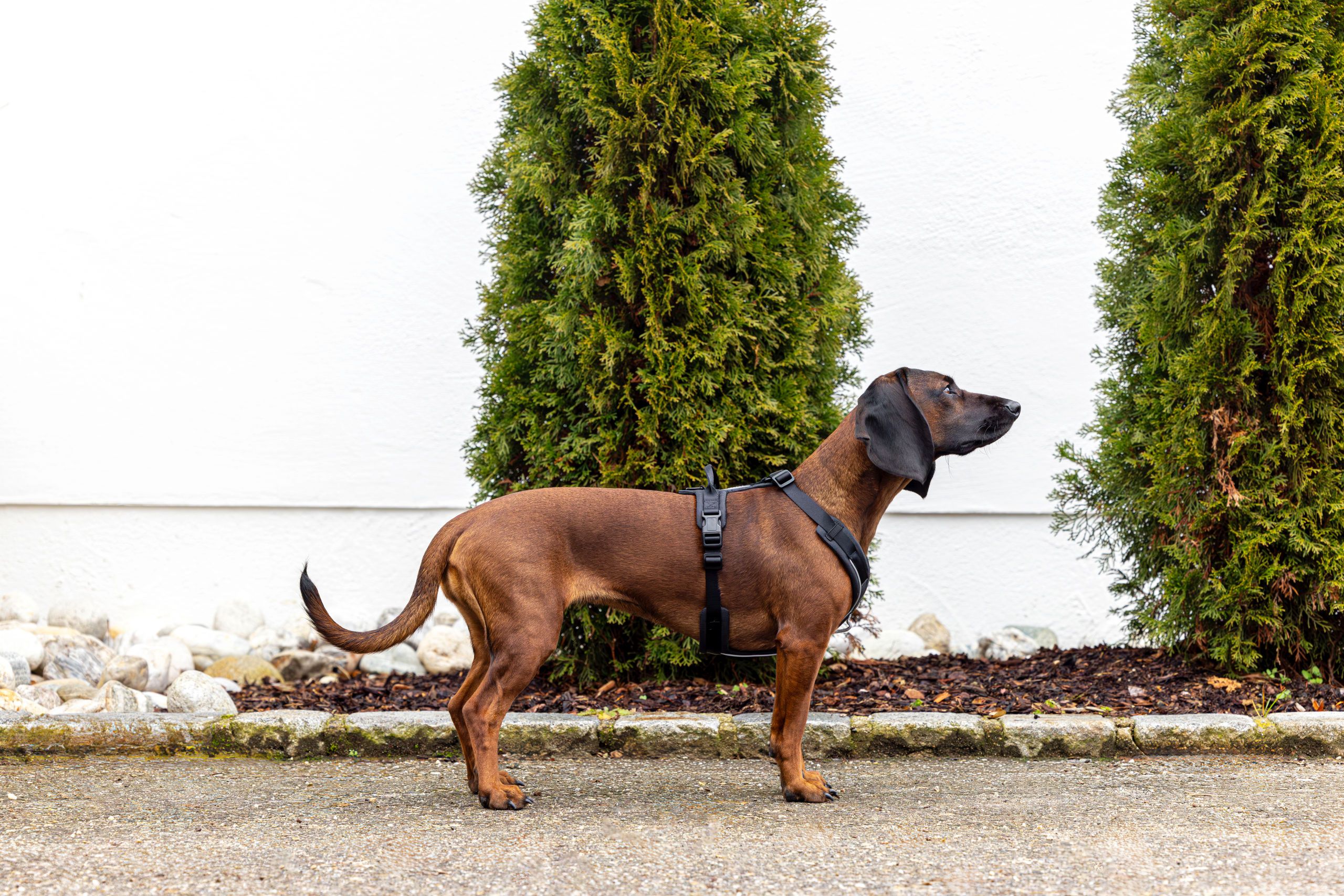 Kerbl Pet Dallas Hundegeschirr Y-Form gepolstert, 2 Anleinpunkte