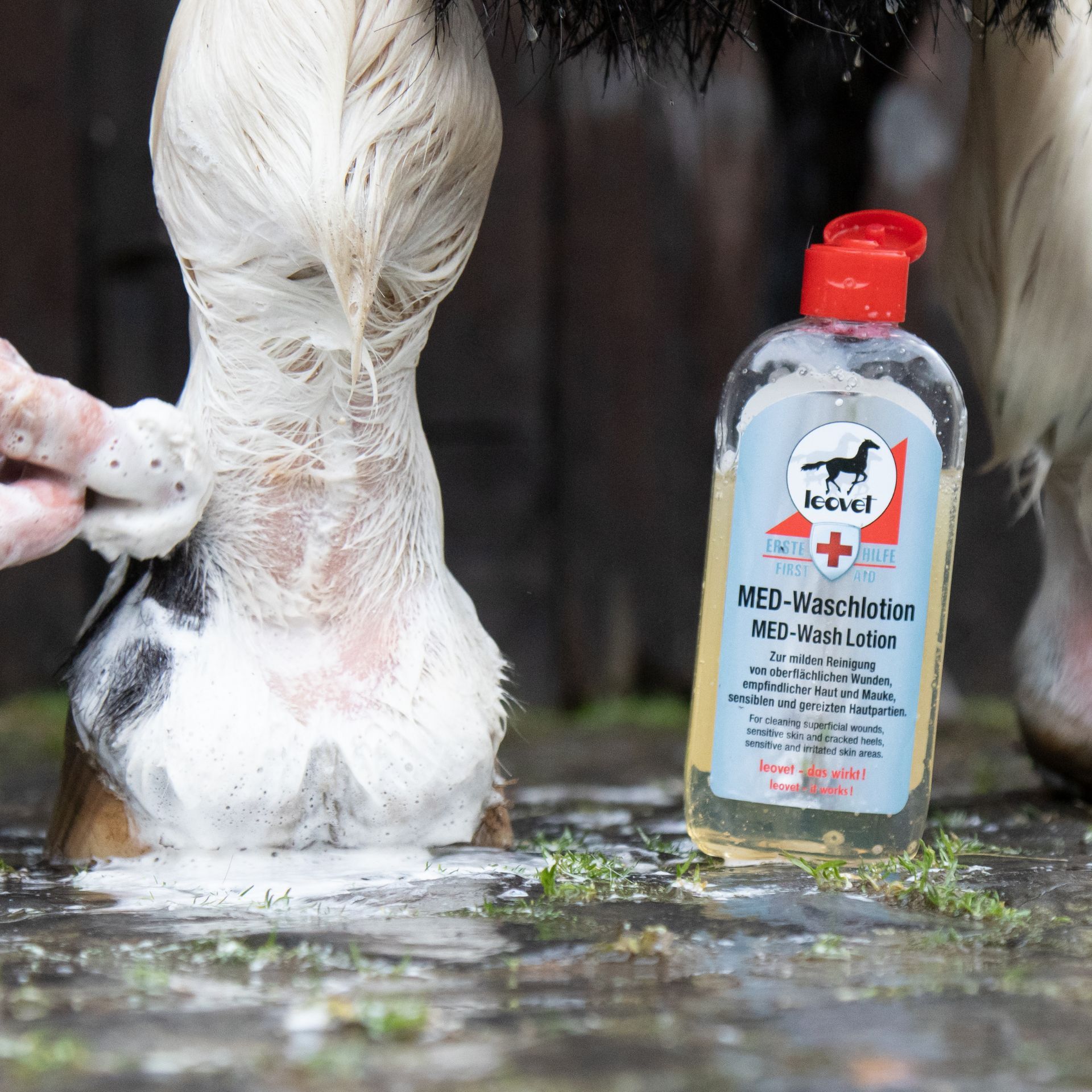 horse, wash, lotion, soap, bottle