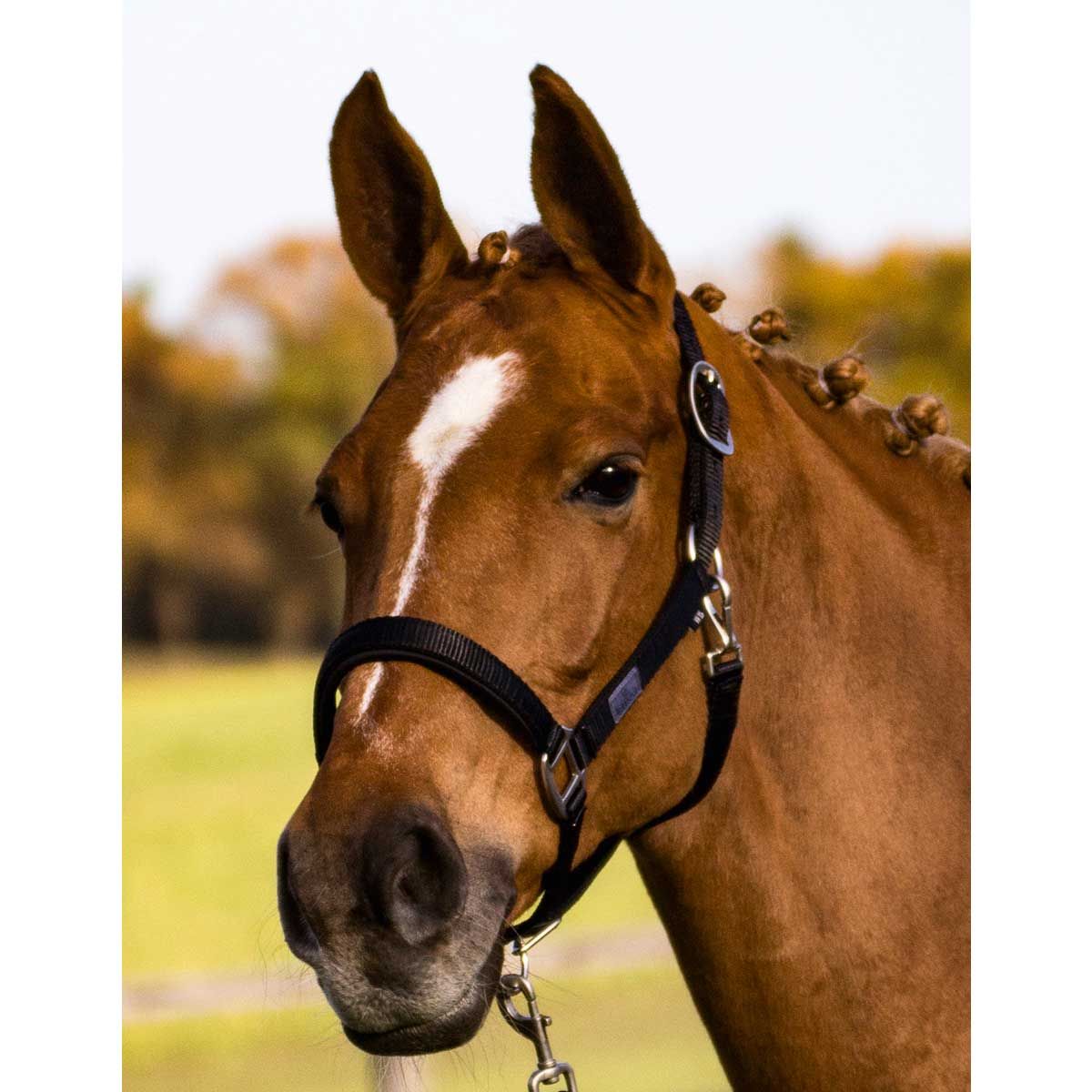 BUSSE Headcollar SOLID SOFT, Padded Webbing Headcollar for Horses, in use