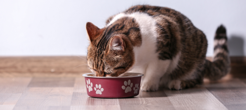 Nourriture pour chats