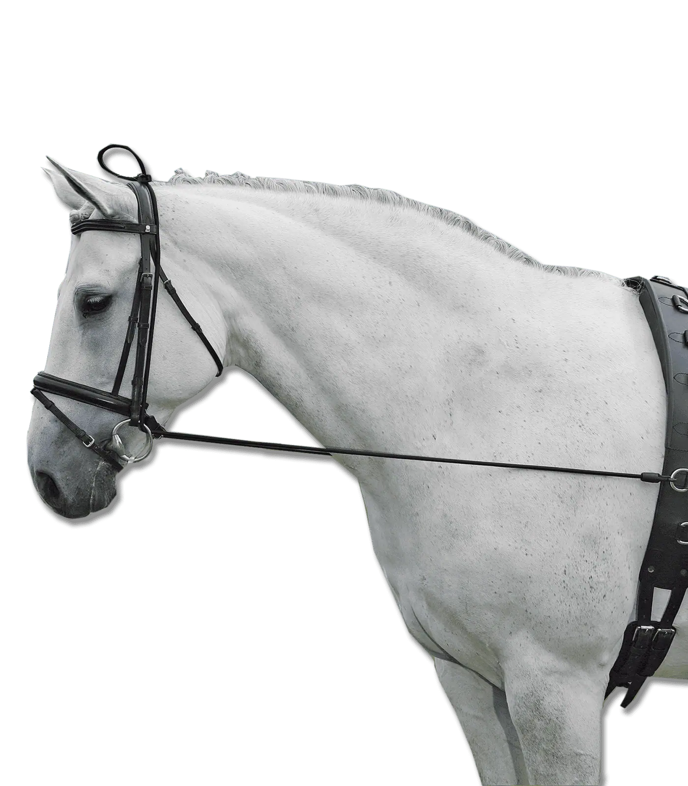 Waldhausen Élongateur d'Encolure Élastique - Aide d'Équitation, Cheval