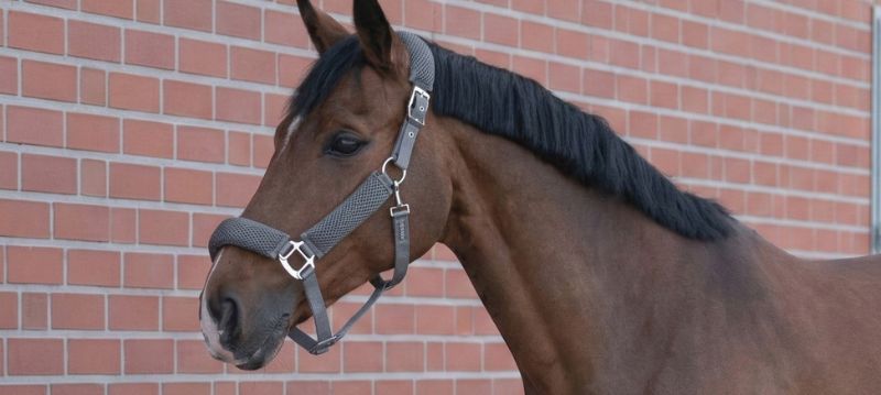 BUSSE Licols et longes