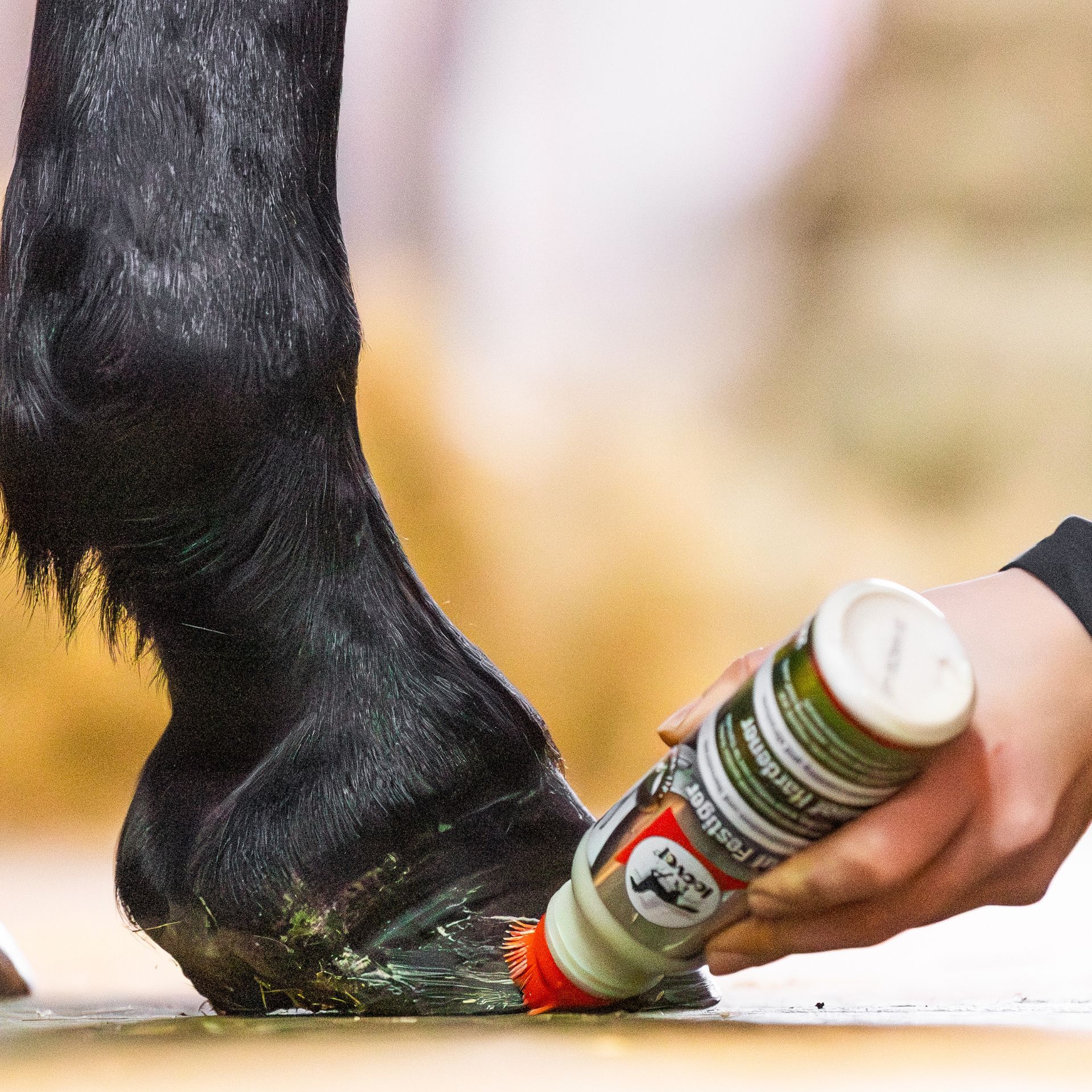 Pferd, Huf, Farbe/Anstrich, Pinsel, Hufpflege