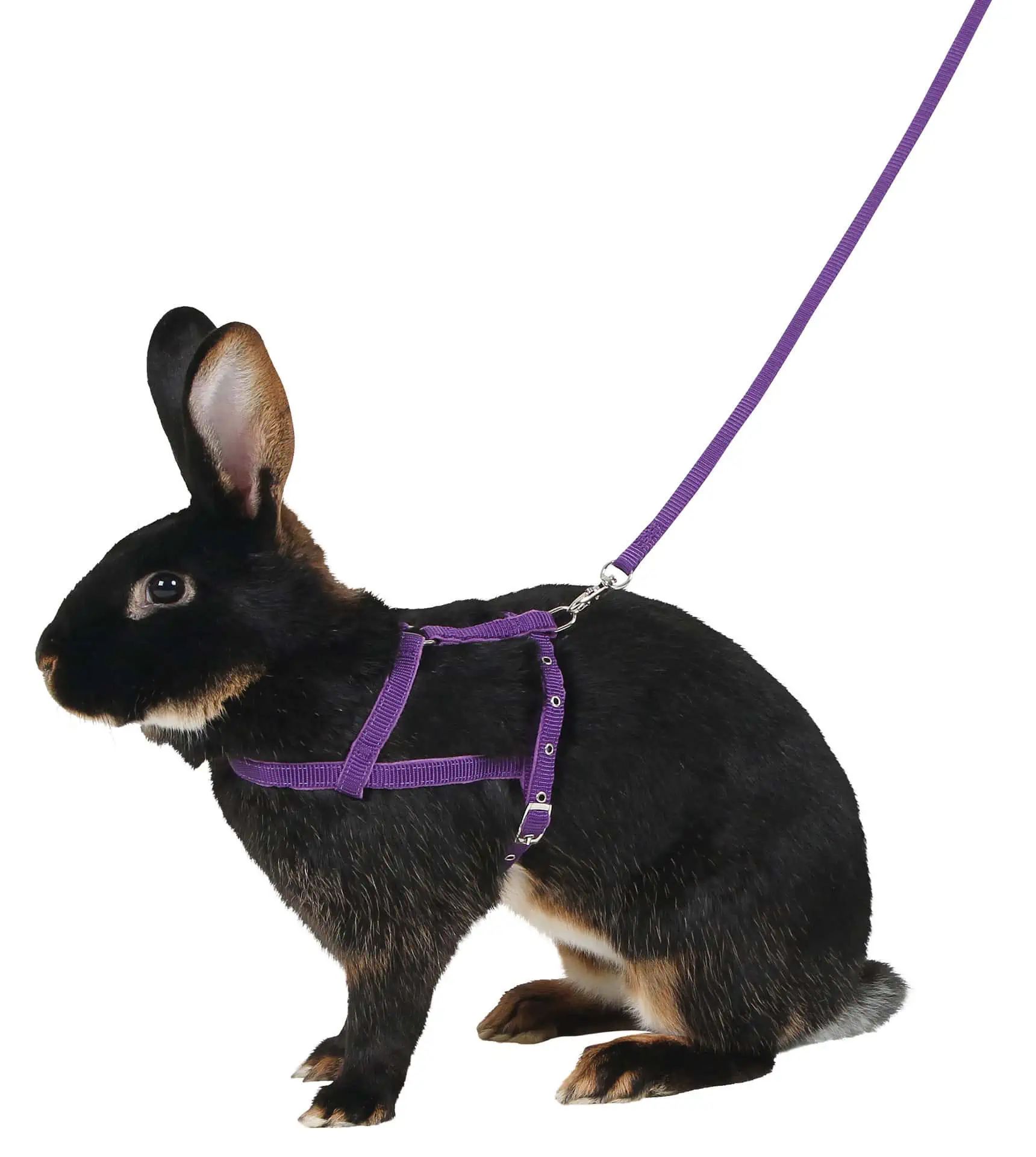 Schultergeschirr Agility mit Leine