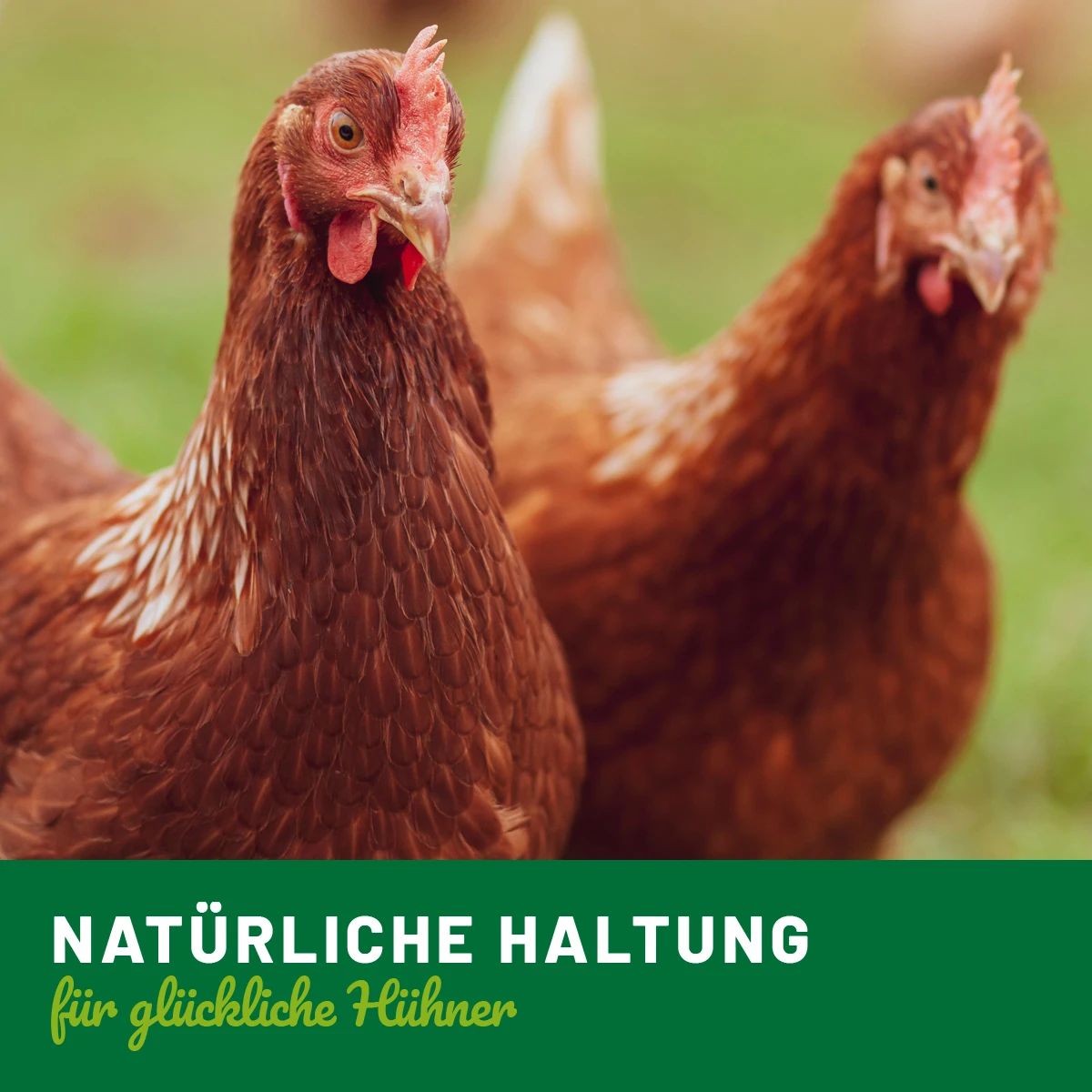 Hühnerland Bél Vital csirkéknek 500 ml, illusztráció