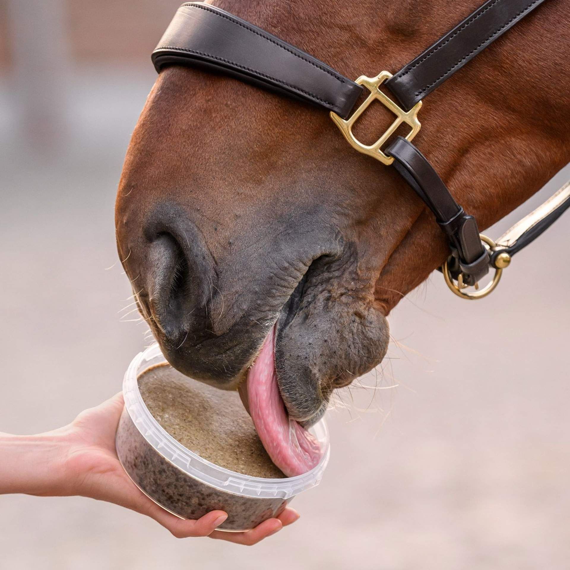 horse, horse feed, muzzle, treat, carrying container